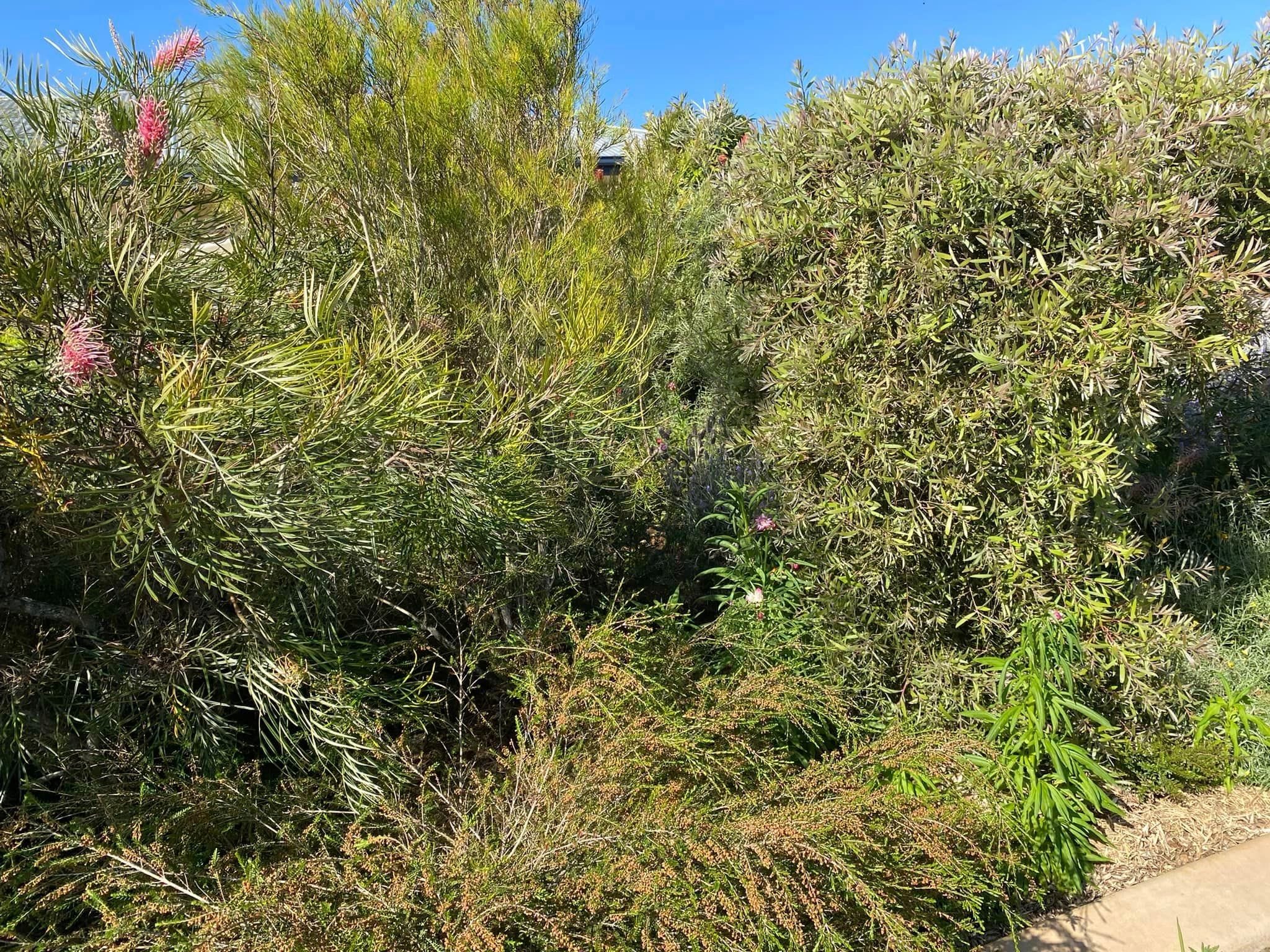 Adrian and Gail's Private Garden - Toowoomba Garden Festival 2024 Image -66ff522705622