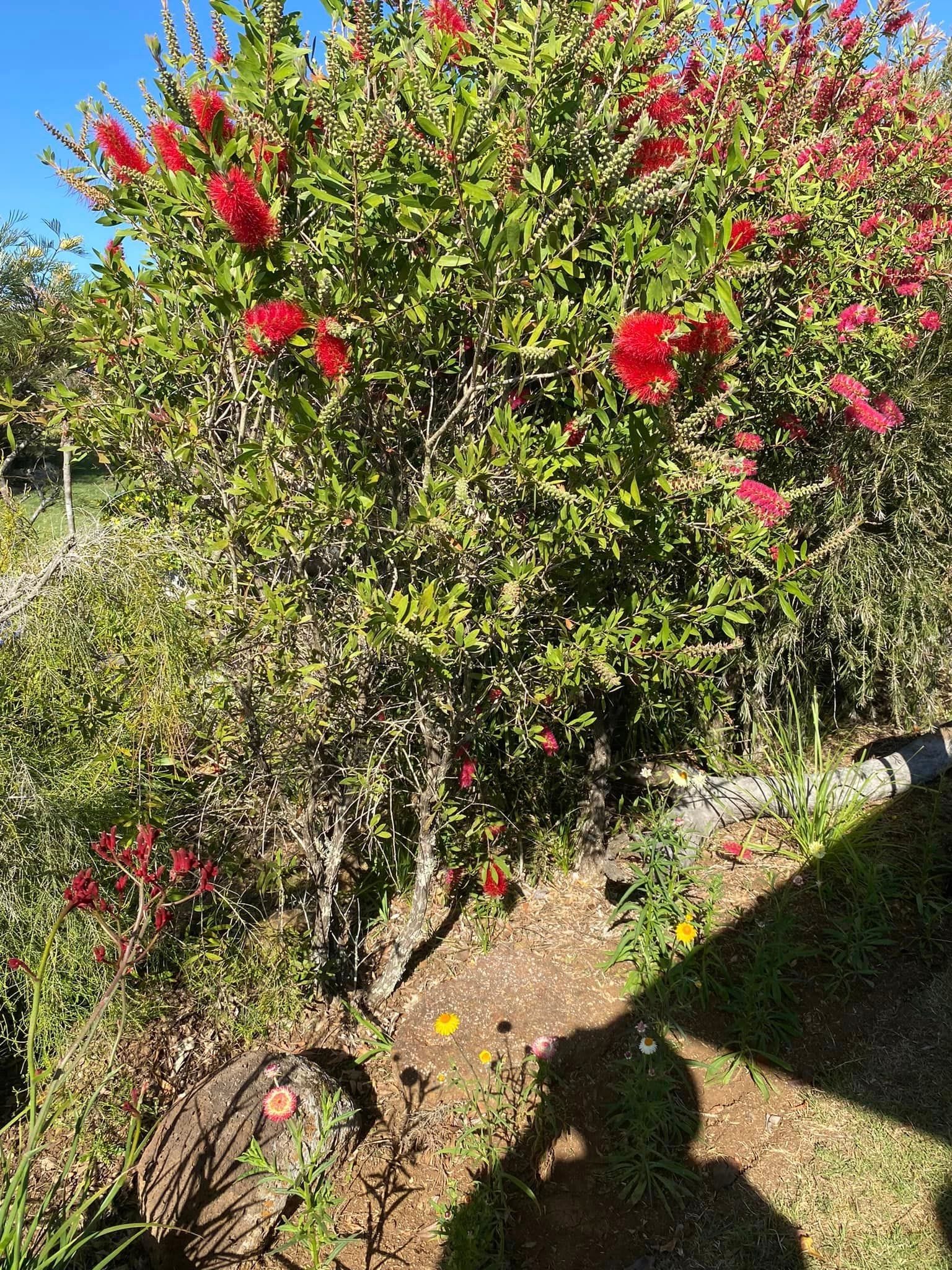 Adrian and Gail's Private Garden - Toowoomba Garden Festival 2024 Image -66ff523d57322