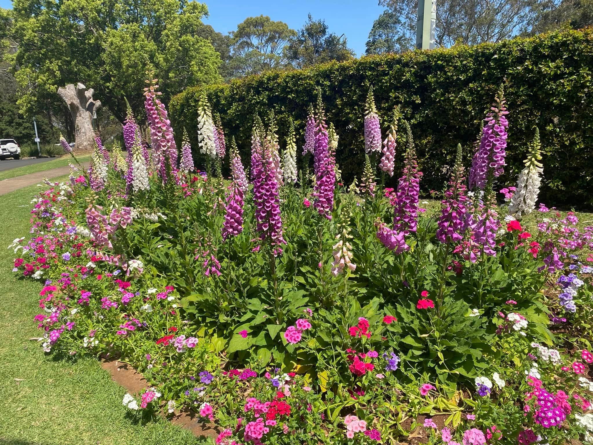 Picnic Point Look Out - Toowoomba Garden Festival Image -66ff7652da704