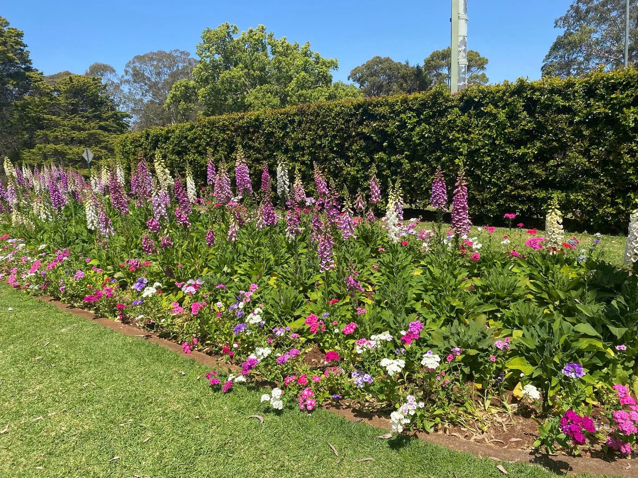 Picnic Point Look Out - Toowoomba Garden Festival Image -66ff7658a49c2