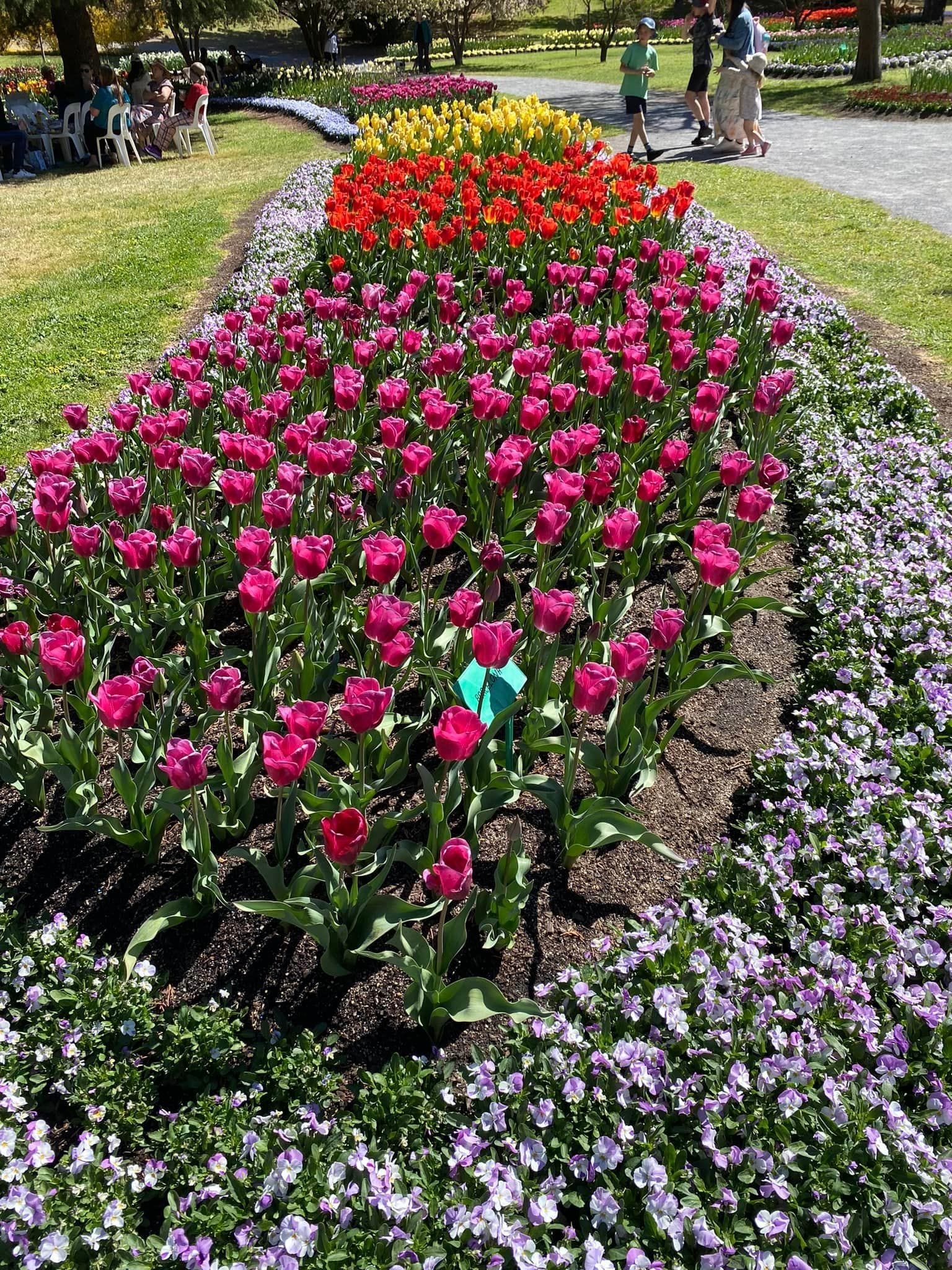 Tulip Tops - Garden Extravaganza 2024 Image -67006ddc39e58