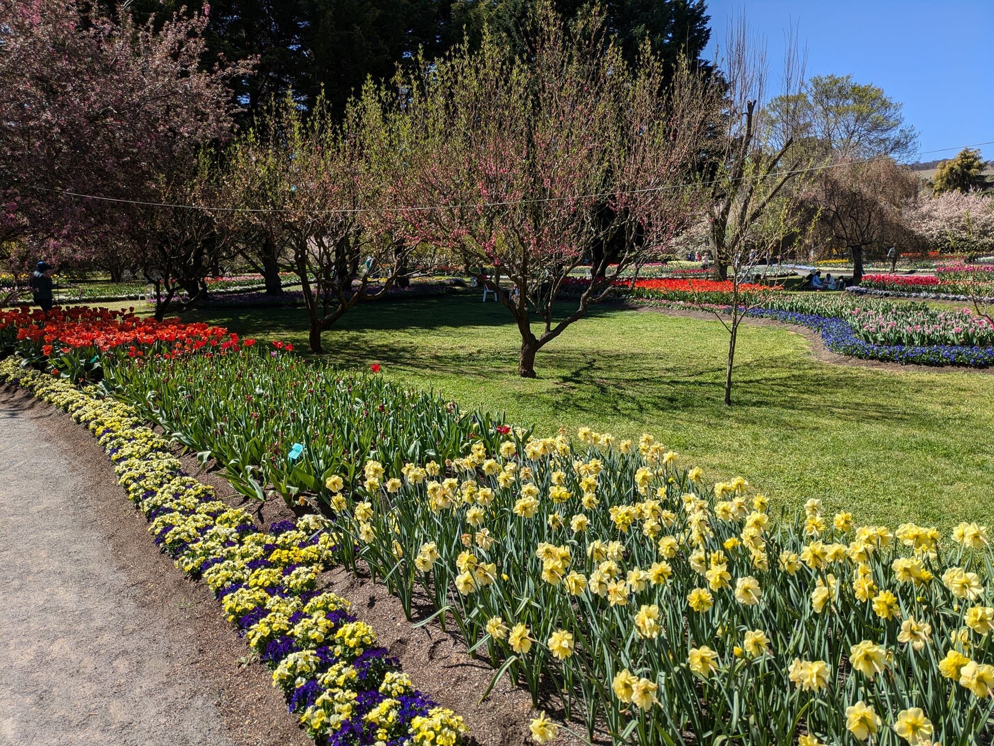 Tulip Tops - Garden Extravaganza 2024 Image -67006ddf244db