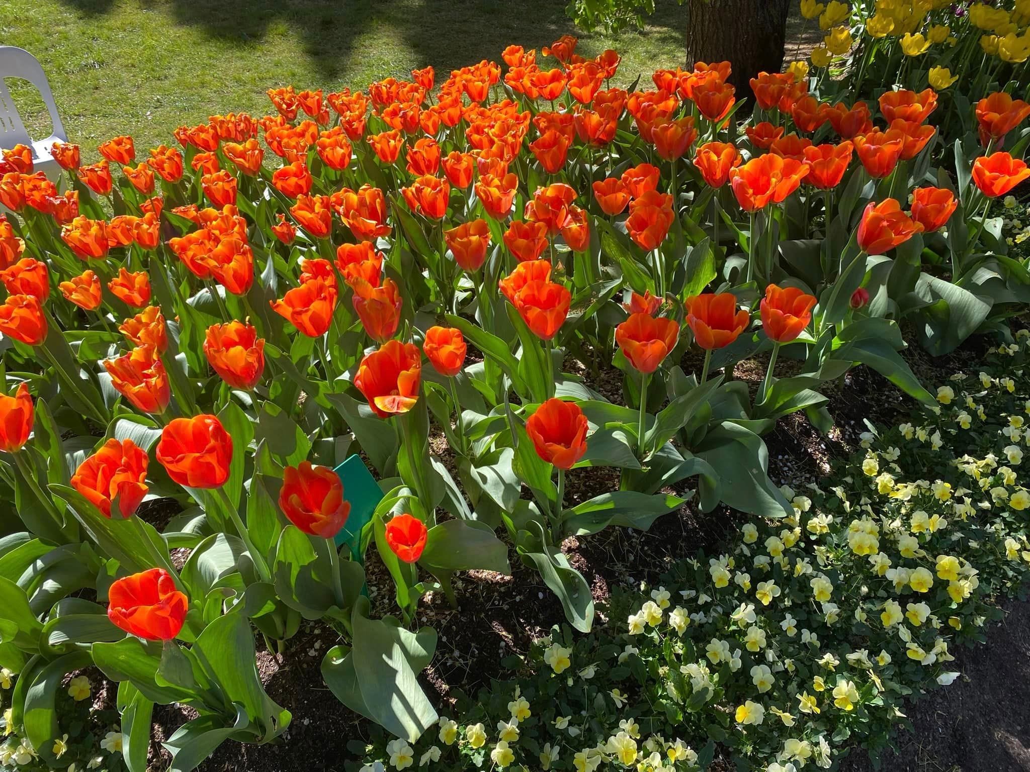 Tulip Tops - Garden Extravaganza 2024 Image -67006ded186e8