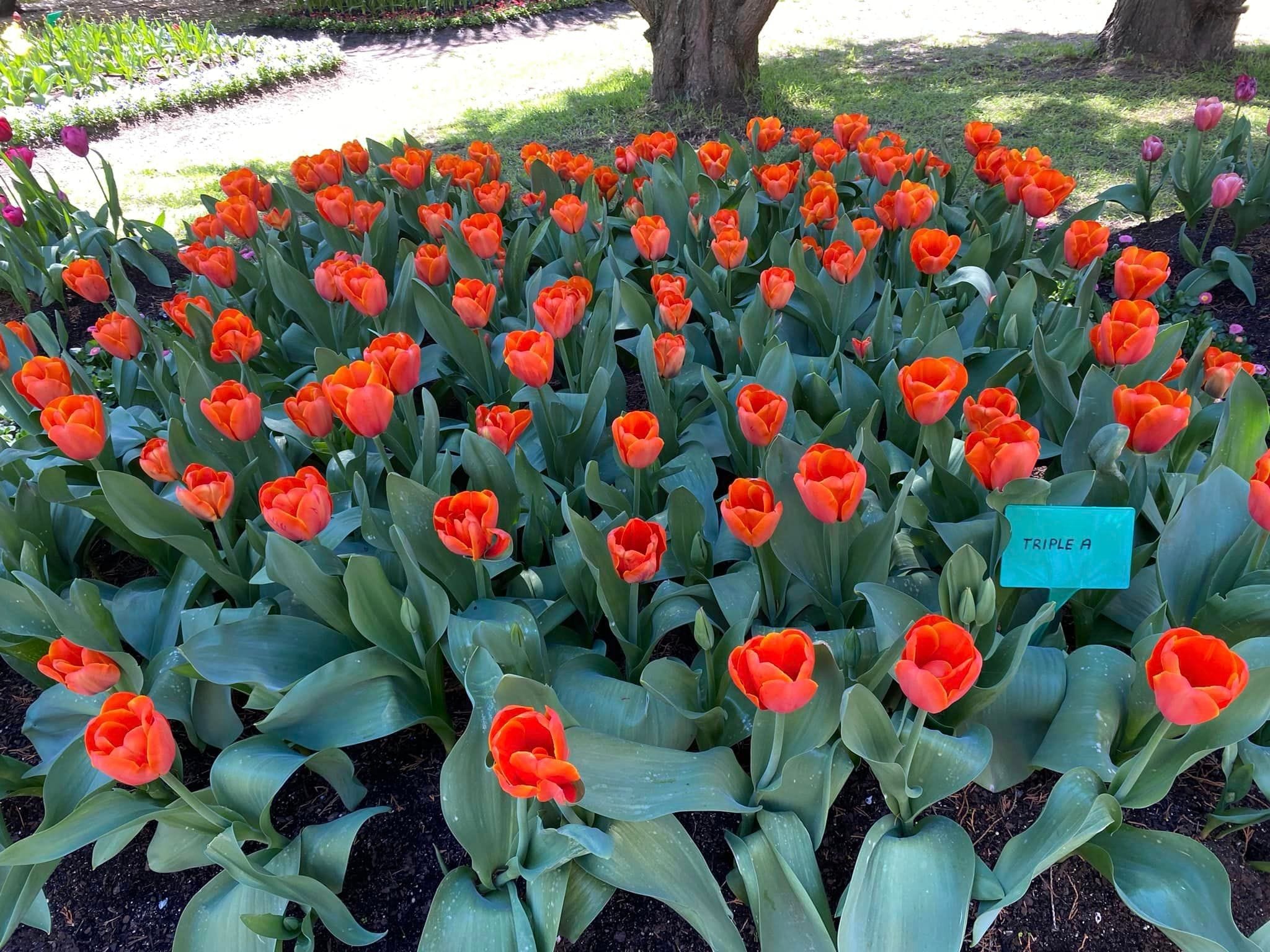 Tulip Tops - Garden Extravaganza 2024 Image -67006ded9219f