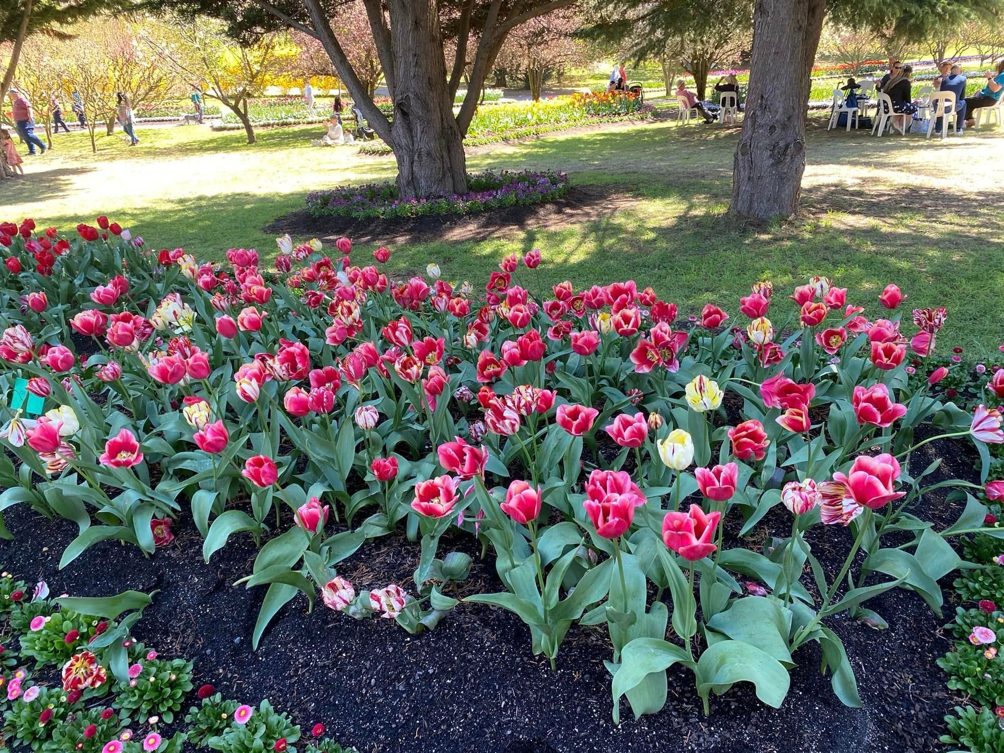 Tulip Tops - Garden Extravaganza 2024 Image -67006deecd312