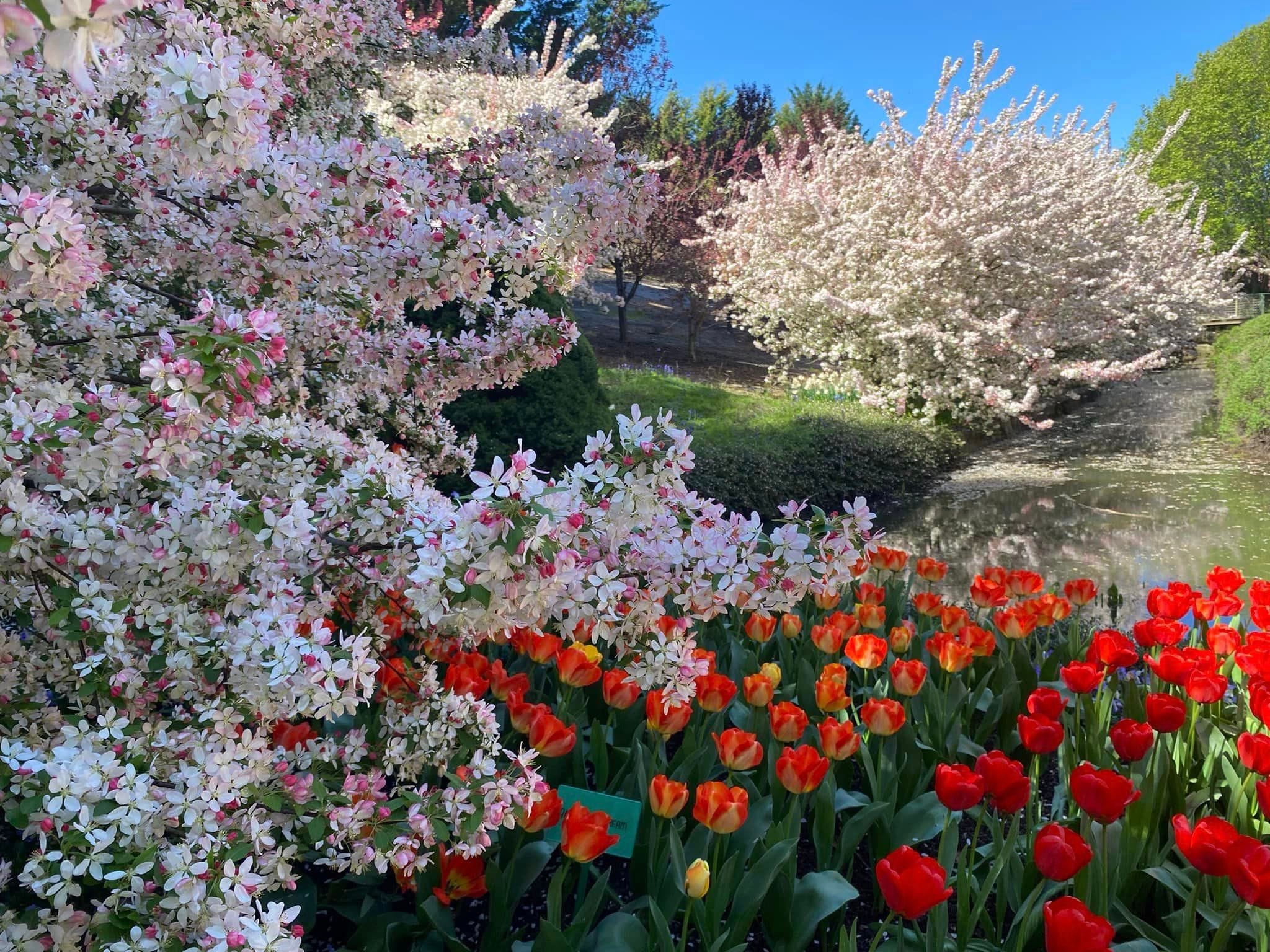 Tulip Tops - Garden Extravaganza 2024 Image -67006df009813