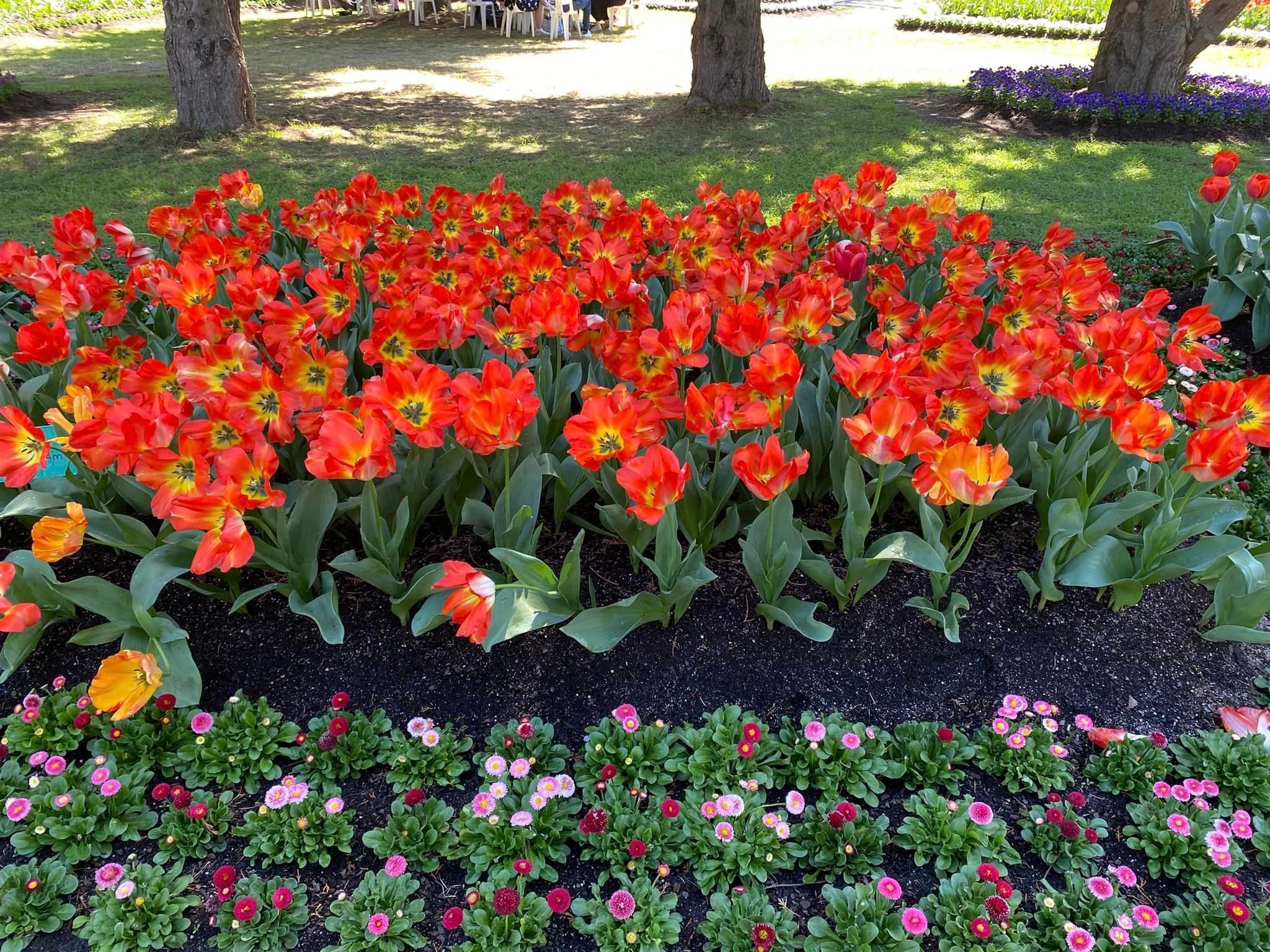 Tulip Tops - Garden Extravaganza 2024 Image -67006df13bf88