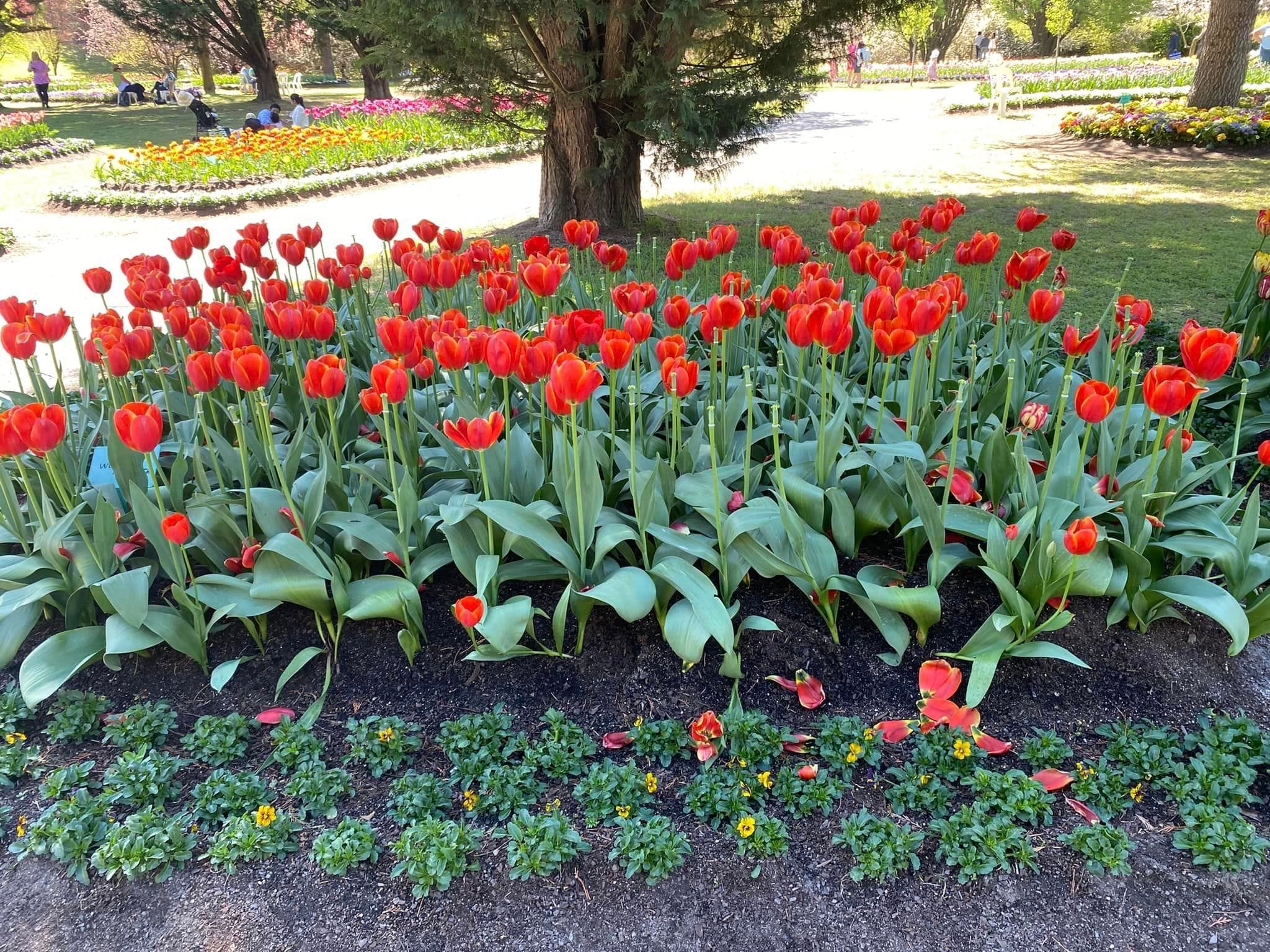 Tulip Tops - Garden Extravaganza 2024 Image -67006df3a88b6