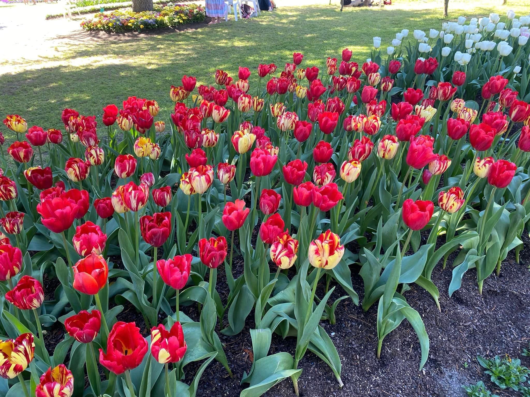 Tulip Tops - Garden Extravaganza 2024 Image -67006df443472