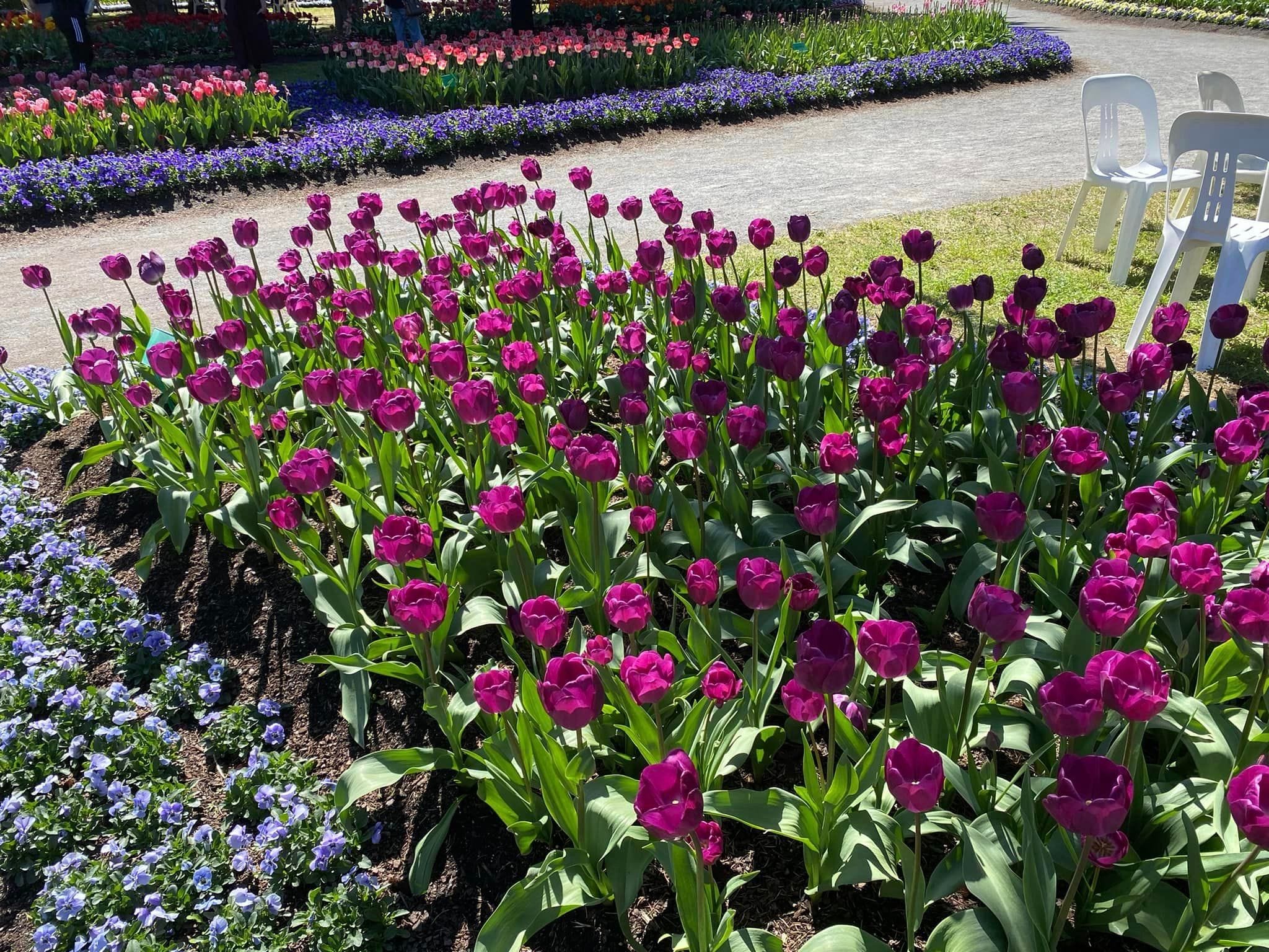 Tulip Tops - Garden Extravaganza 2024 Image -67006df796682