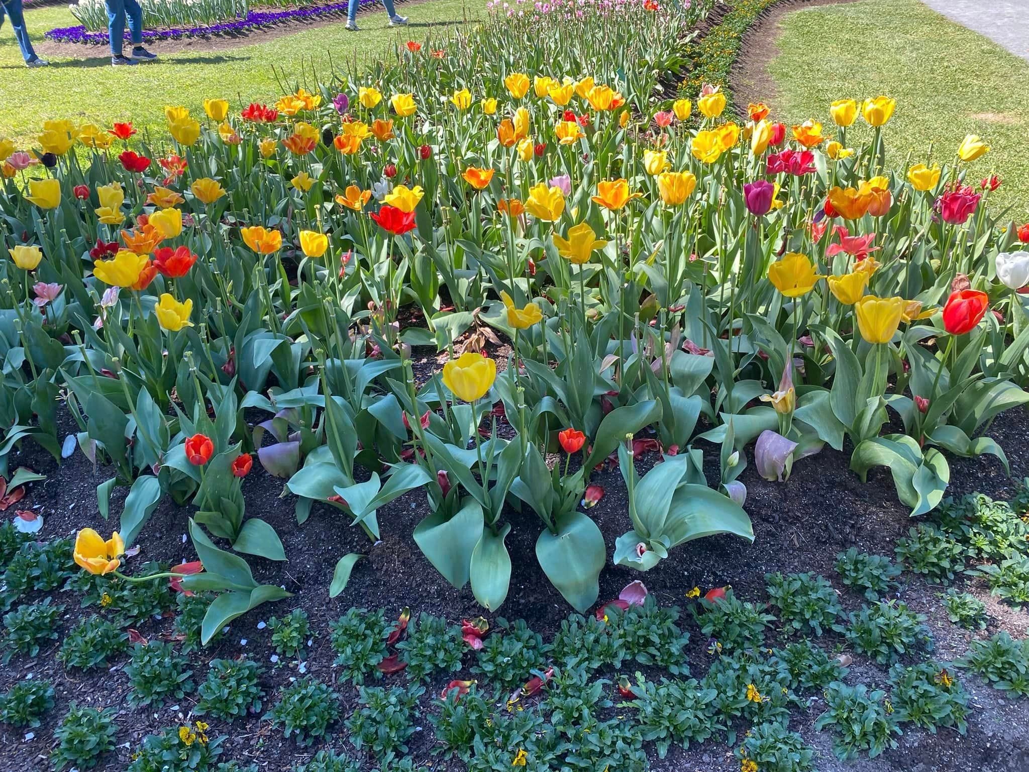 Tulip Tops - Garden Extravaganza 2024 Image -67006df958b58