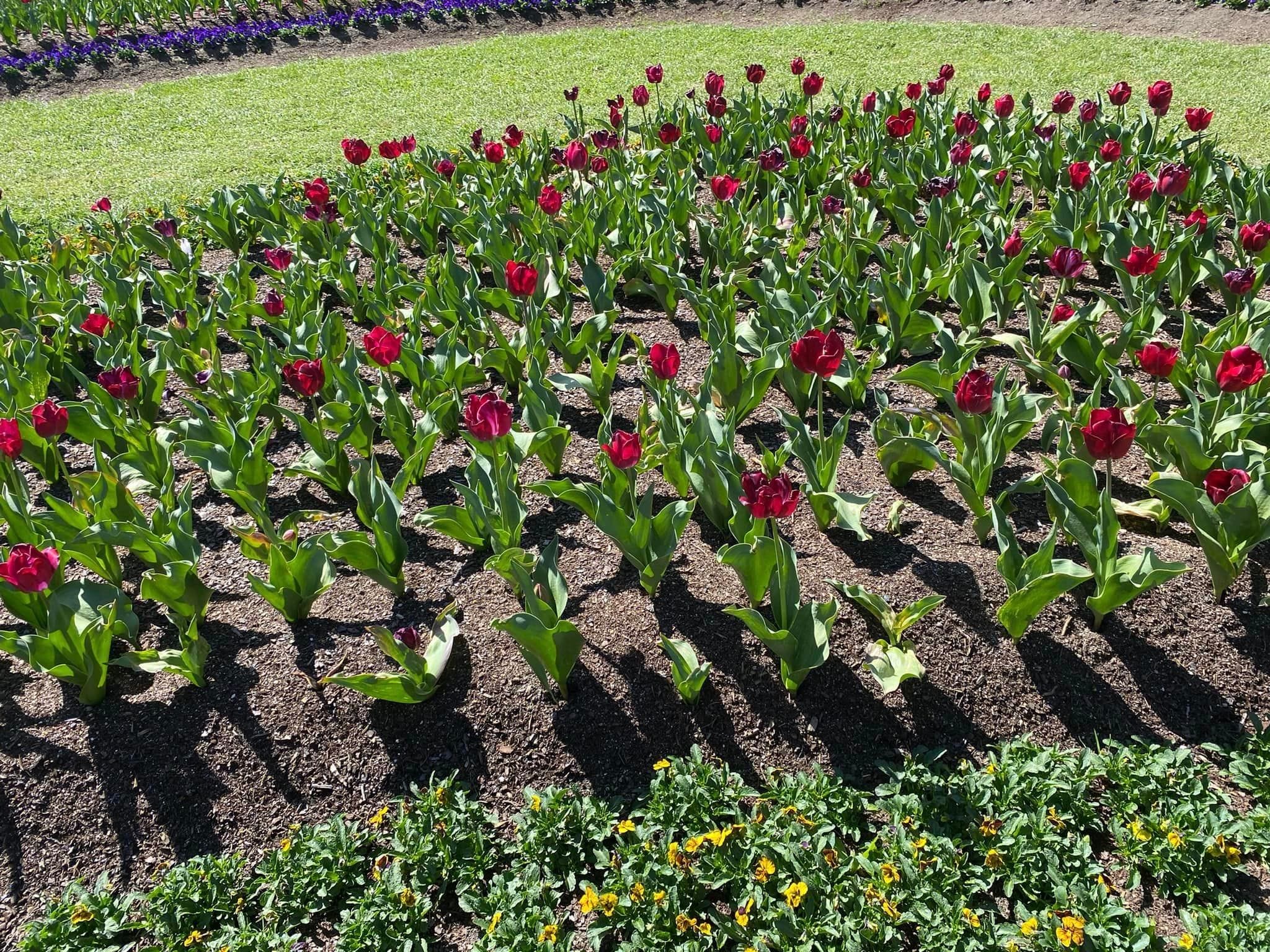 Tulip Tops - Garden Extravaganza 2024 Image -67006dfd55f39