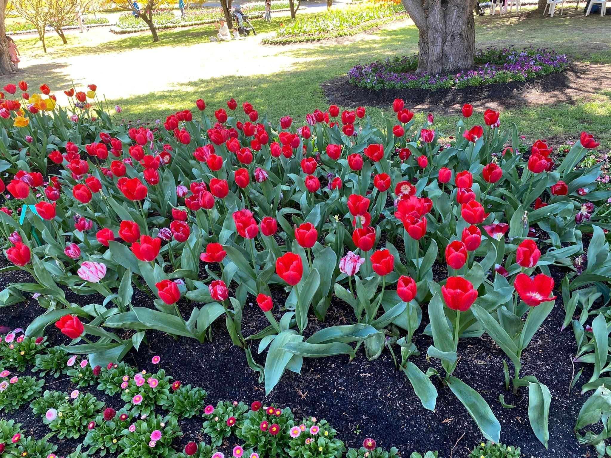 Tulip Tops - Garden Extravaganza 2024 Image -67006e00552bf