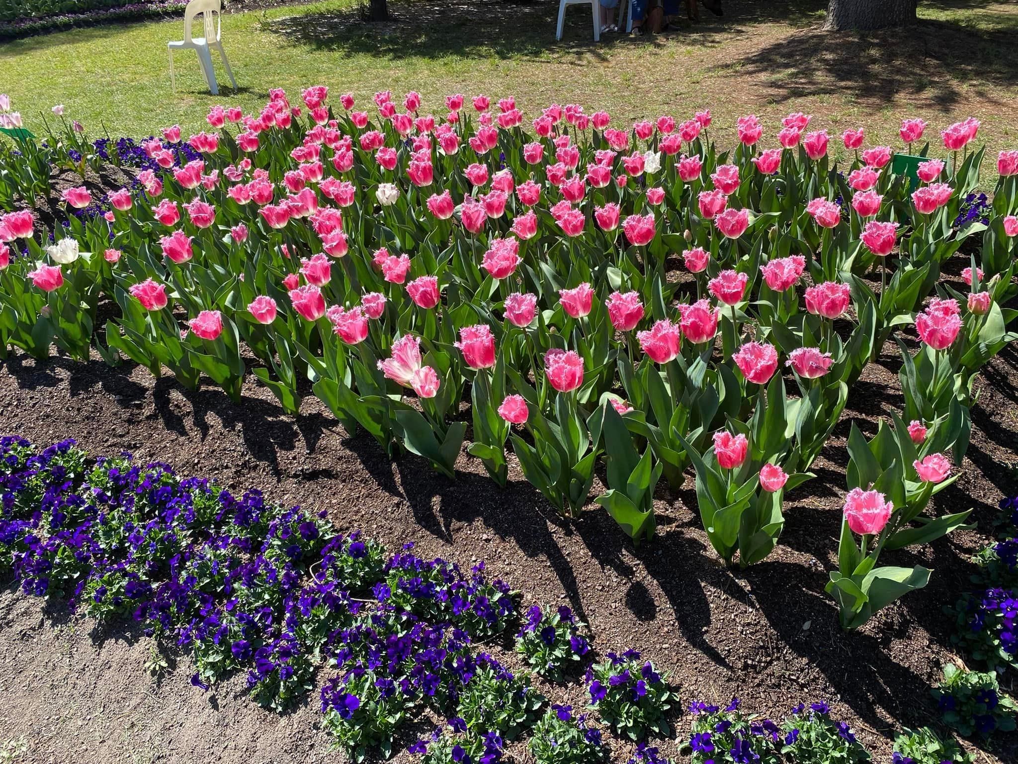 Tulip Tops - Garden Extravaganza 2024 Image -67006e9ac63d7