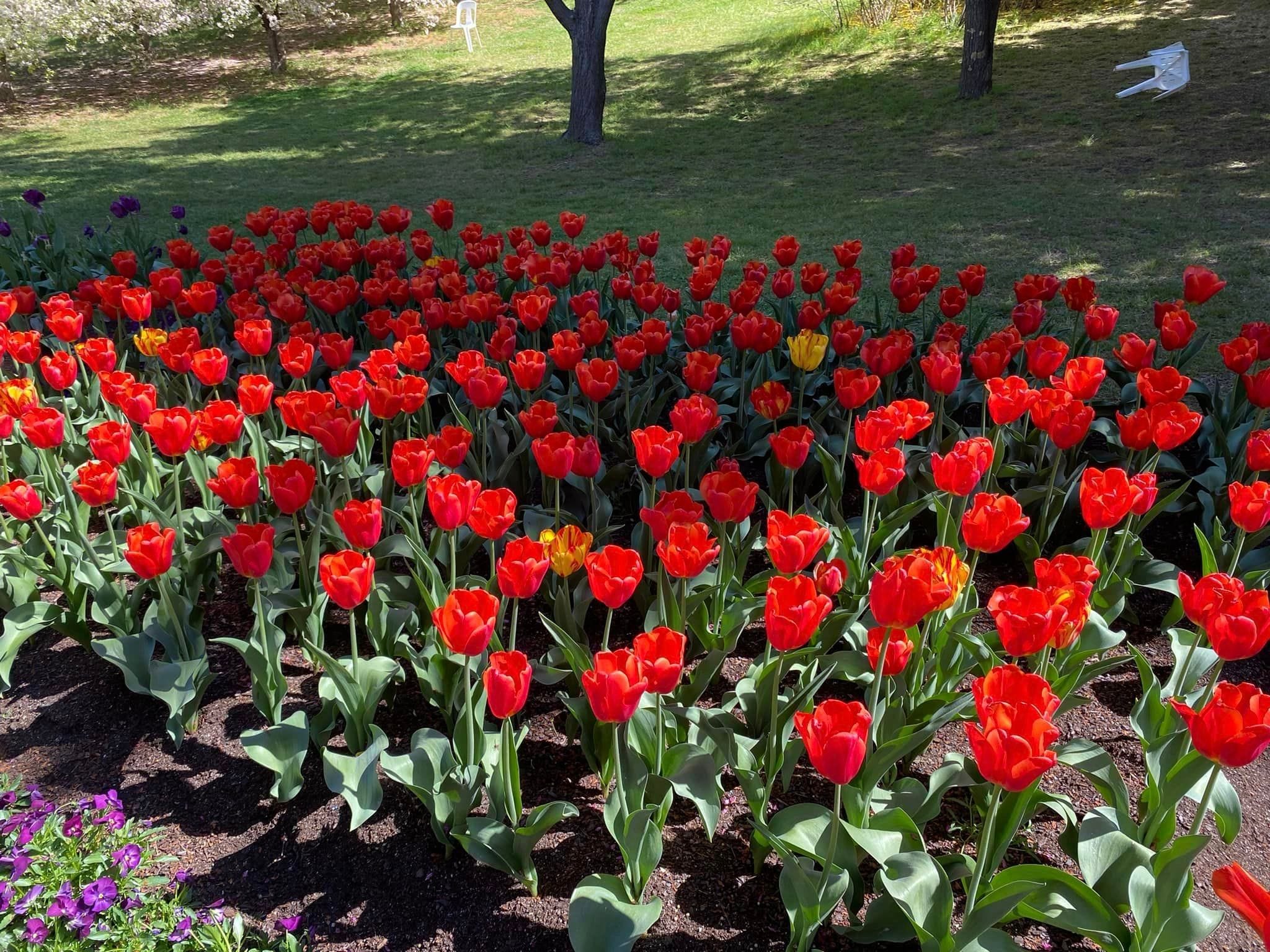 Tulip Tops - Garden Extravaganza 2024 Image -67006e9b635b1