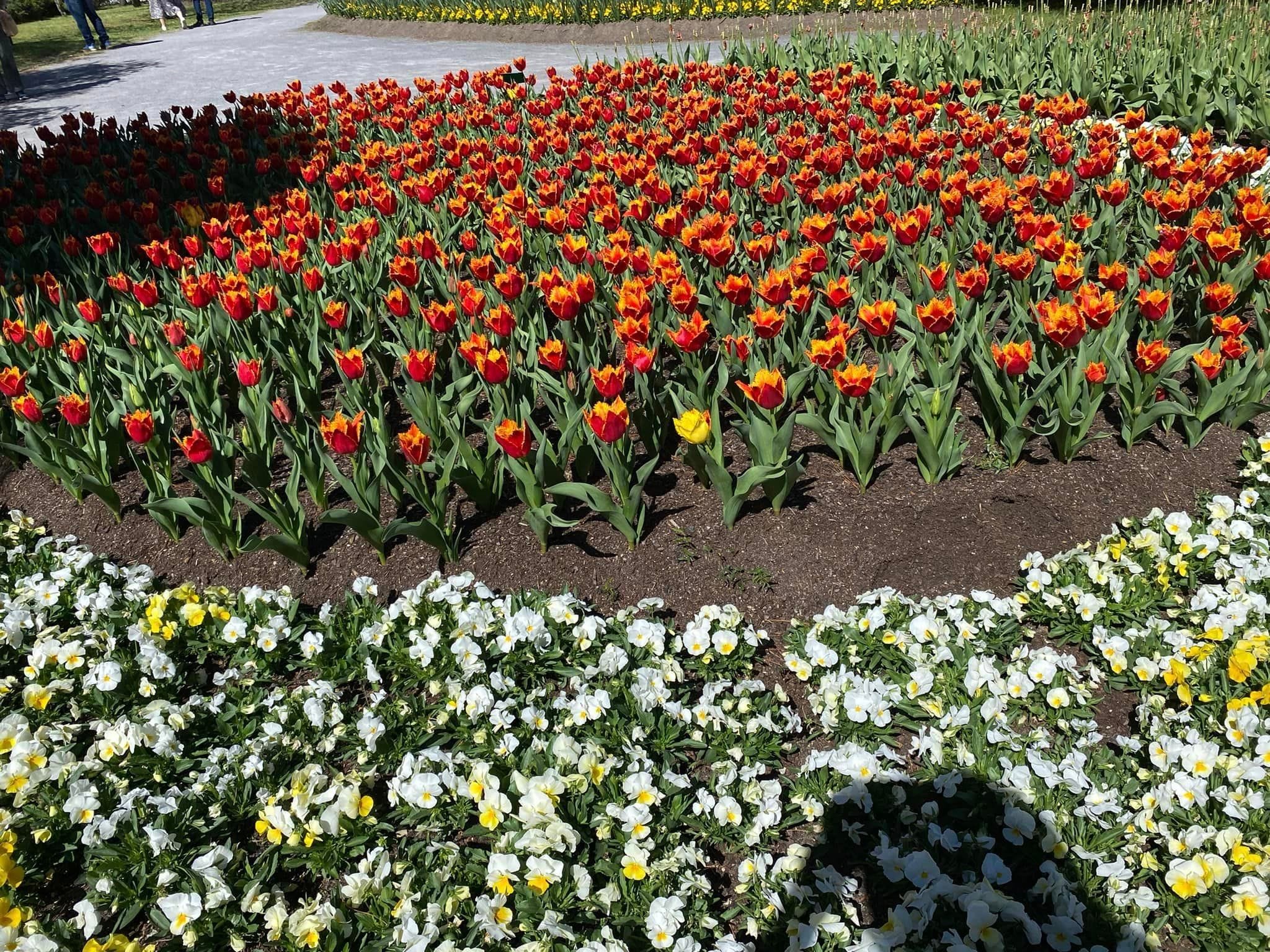 Tulip Tops - Garden Extravaganza 2024 Image -67006e9d72cb6