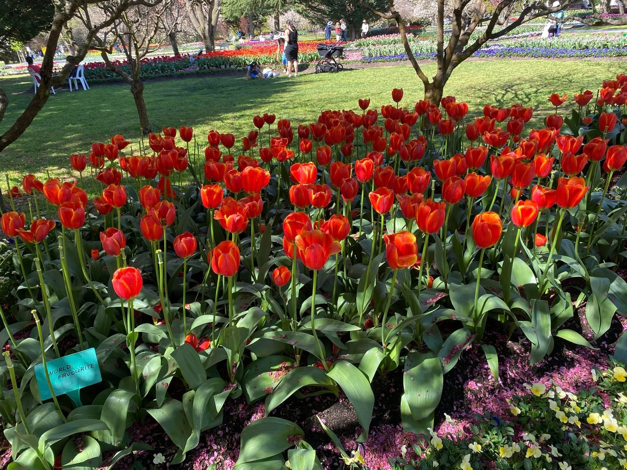 Tulip Tops - Garden Extravaganza 2024 Image -67006e9e13370