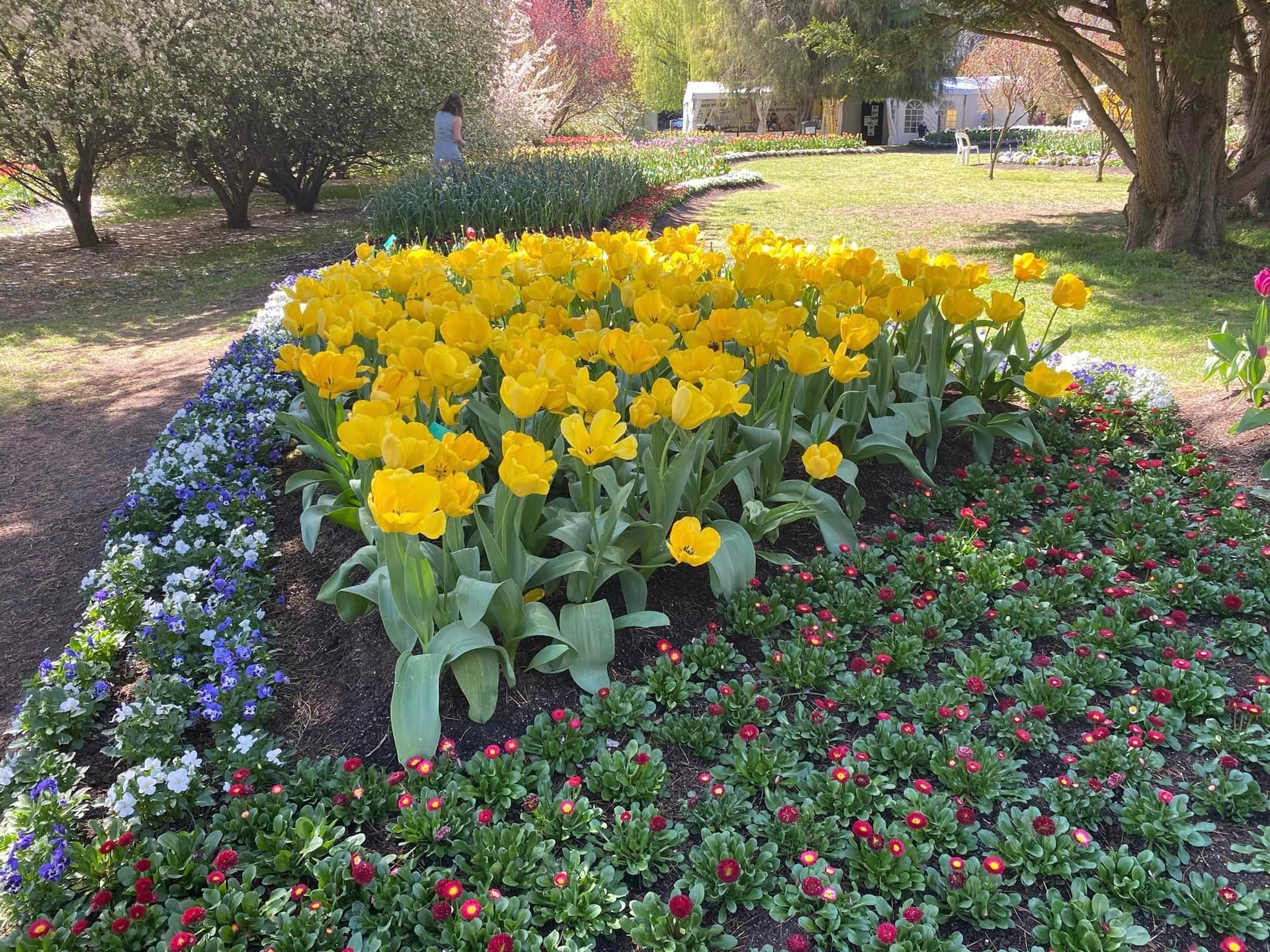 Tulip Tops - Garden Extravaganza 2024 Image -67006ea1d26cc