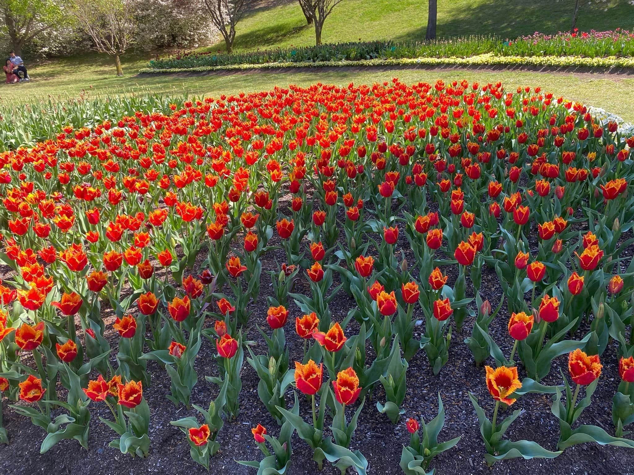 Tulip Tops - Garden Extravaganza 2024 Image -67006ea7a09be