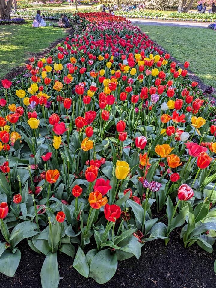 Tulip Tops - Garden Extravaganza 2024 Image -67006eb1cf7bc