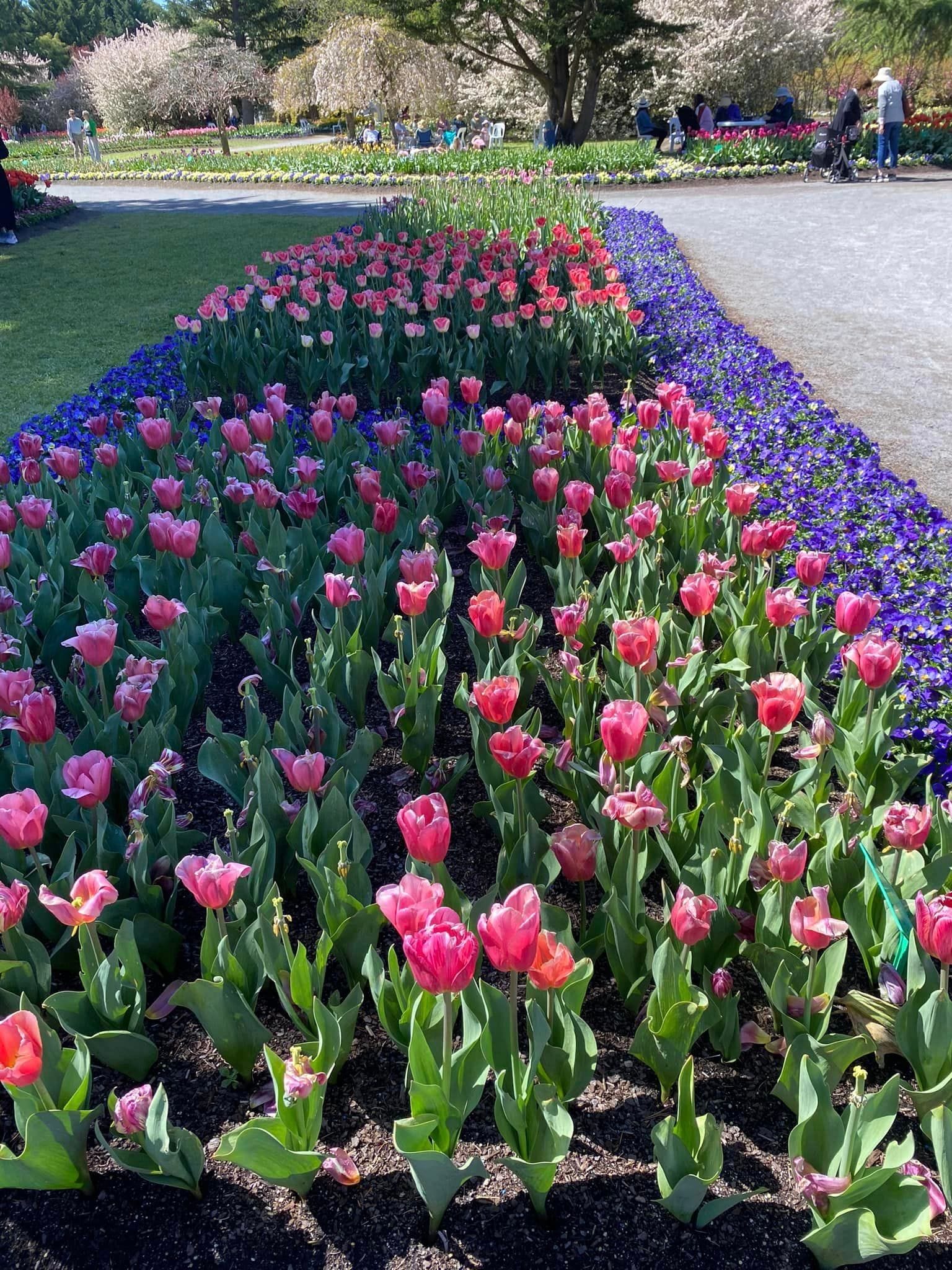 Tulip Tops - Garden Extravaganza 2024 Image -67006eb27b25e