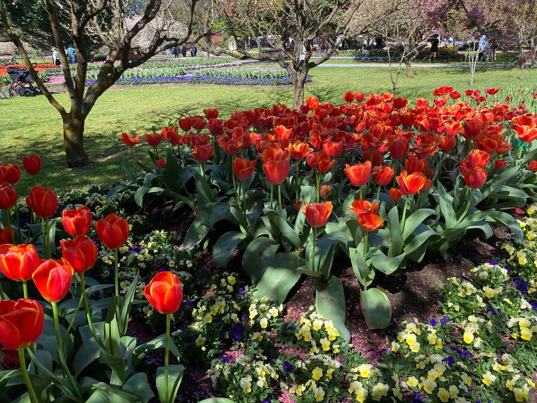 Tulip Tops - Garden Extravaganza 2024 Image -67006eb3c998a