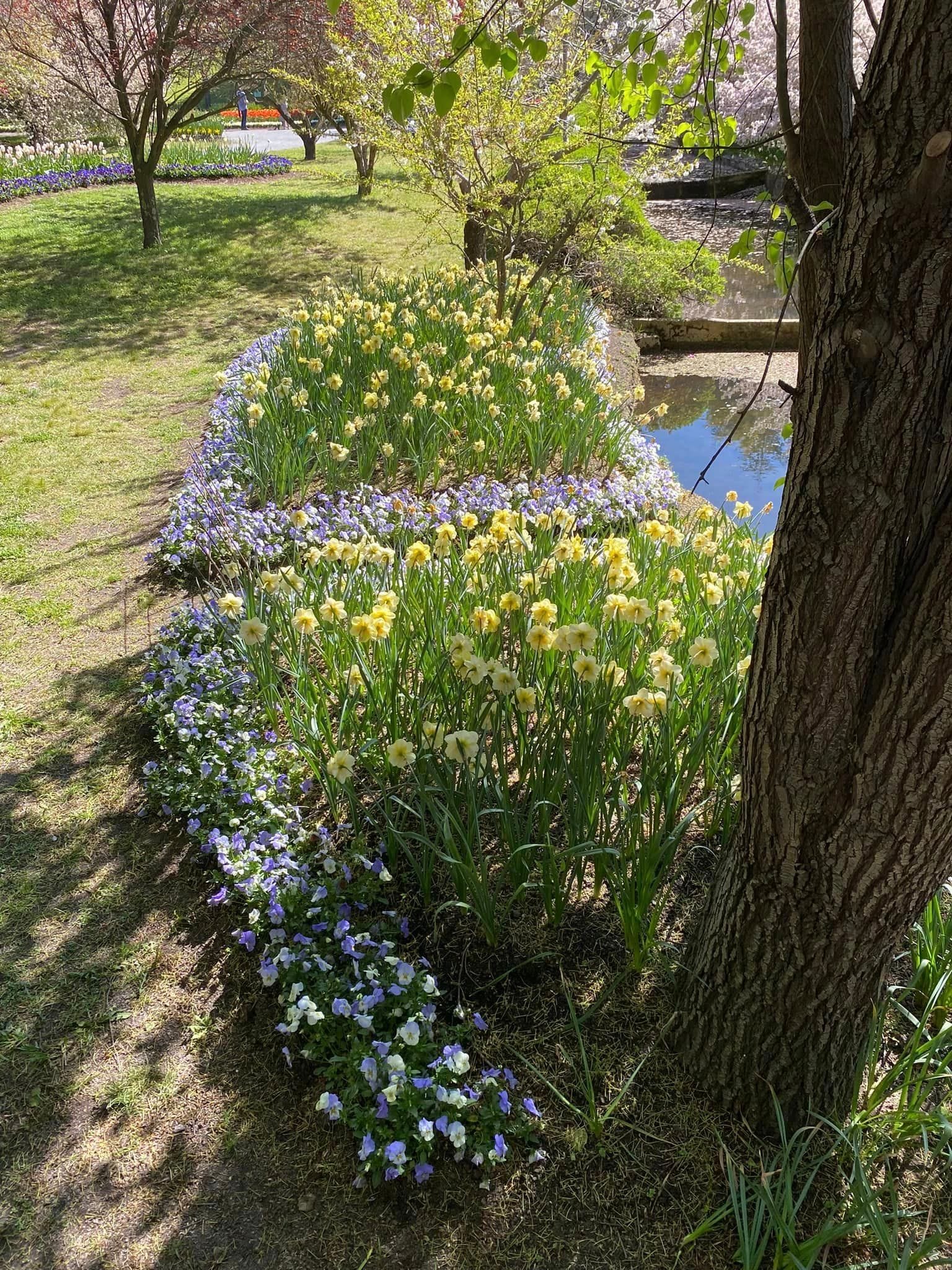 Tulip Tops - Garden Extravaganza 2024 Image -67006eb48ee12