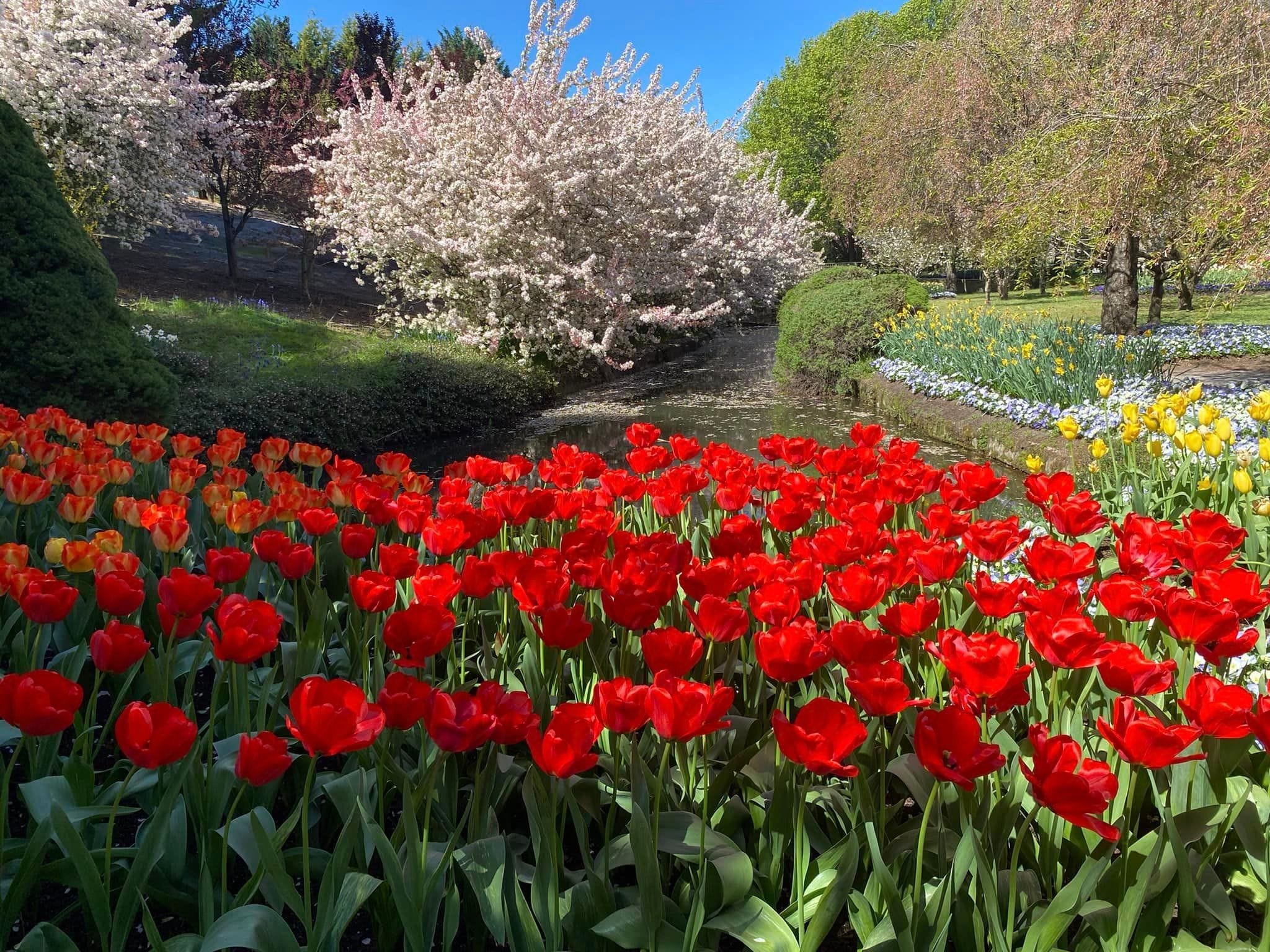 Tulip Tops - Garden Extravaganza 2024 Image -67006eb5ddeae