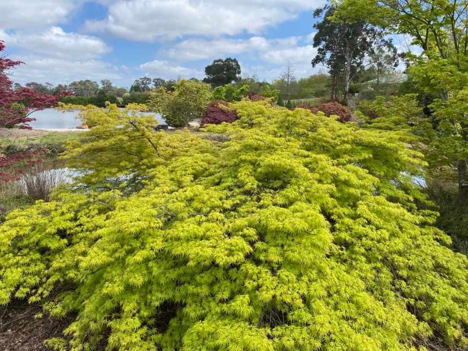 Goryu Japanese Garden - Garden Extravaganza 2024 Image -6701cc894d9de