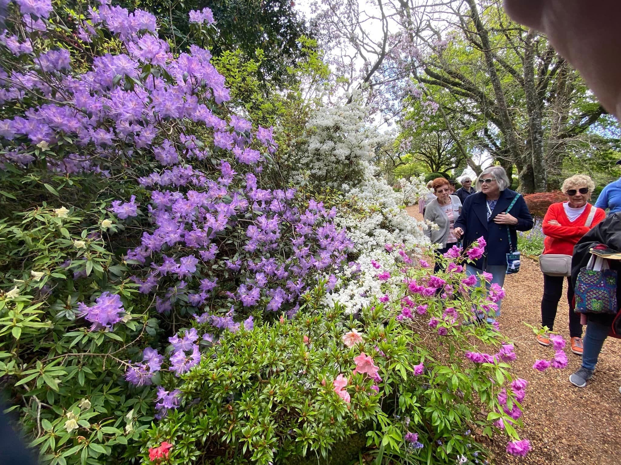 Naroo Gardens Mount Wilson - Garden Extravaganza Tour 2024 Image -6701d0c5d4e6a