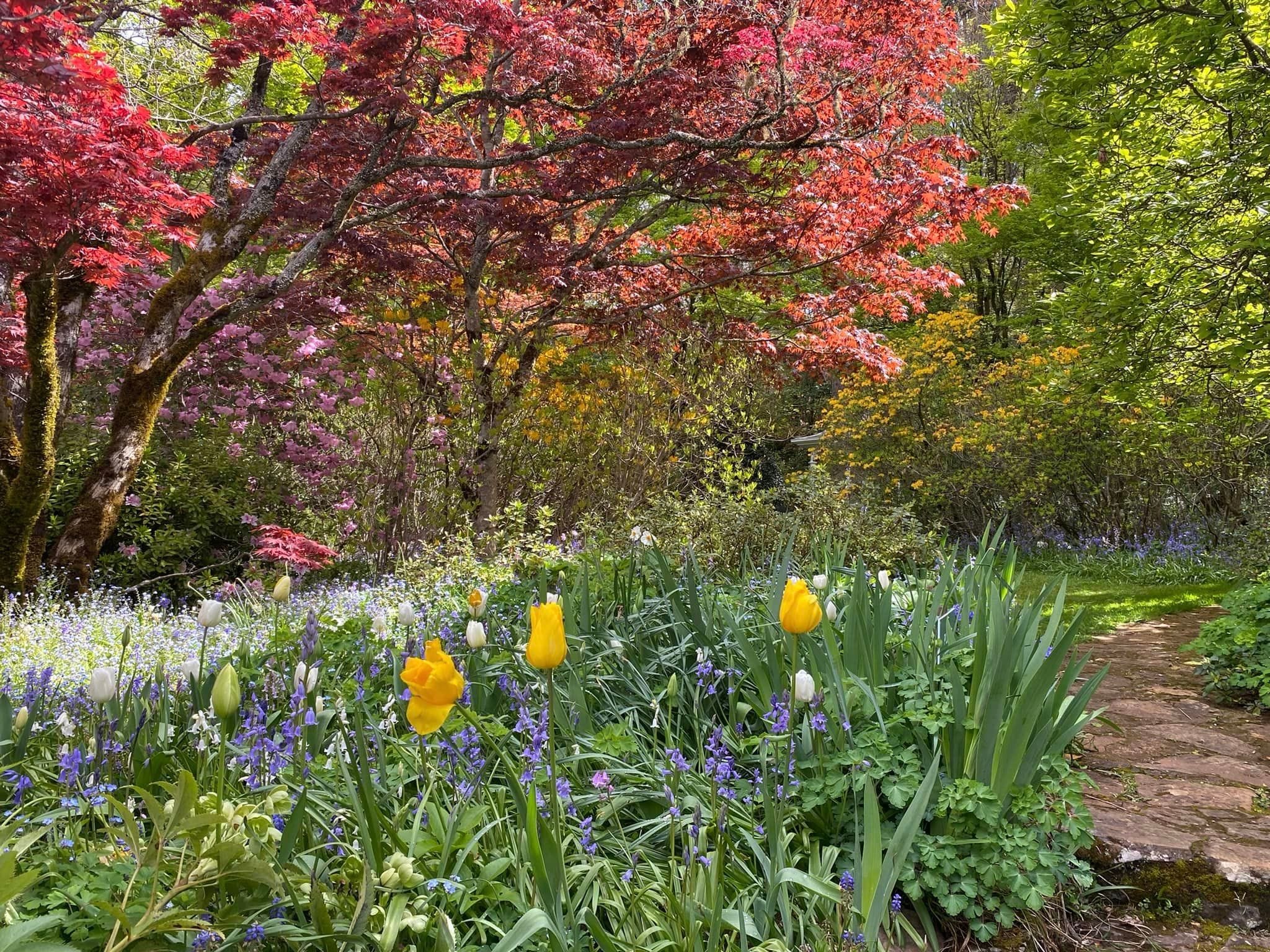 Naroo Gardens Mount Wilson - Garden Extravaganza Tour 2024 Image -6701d0d154367