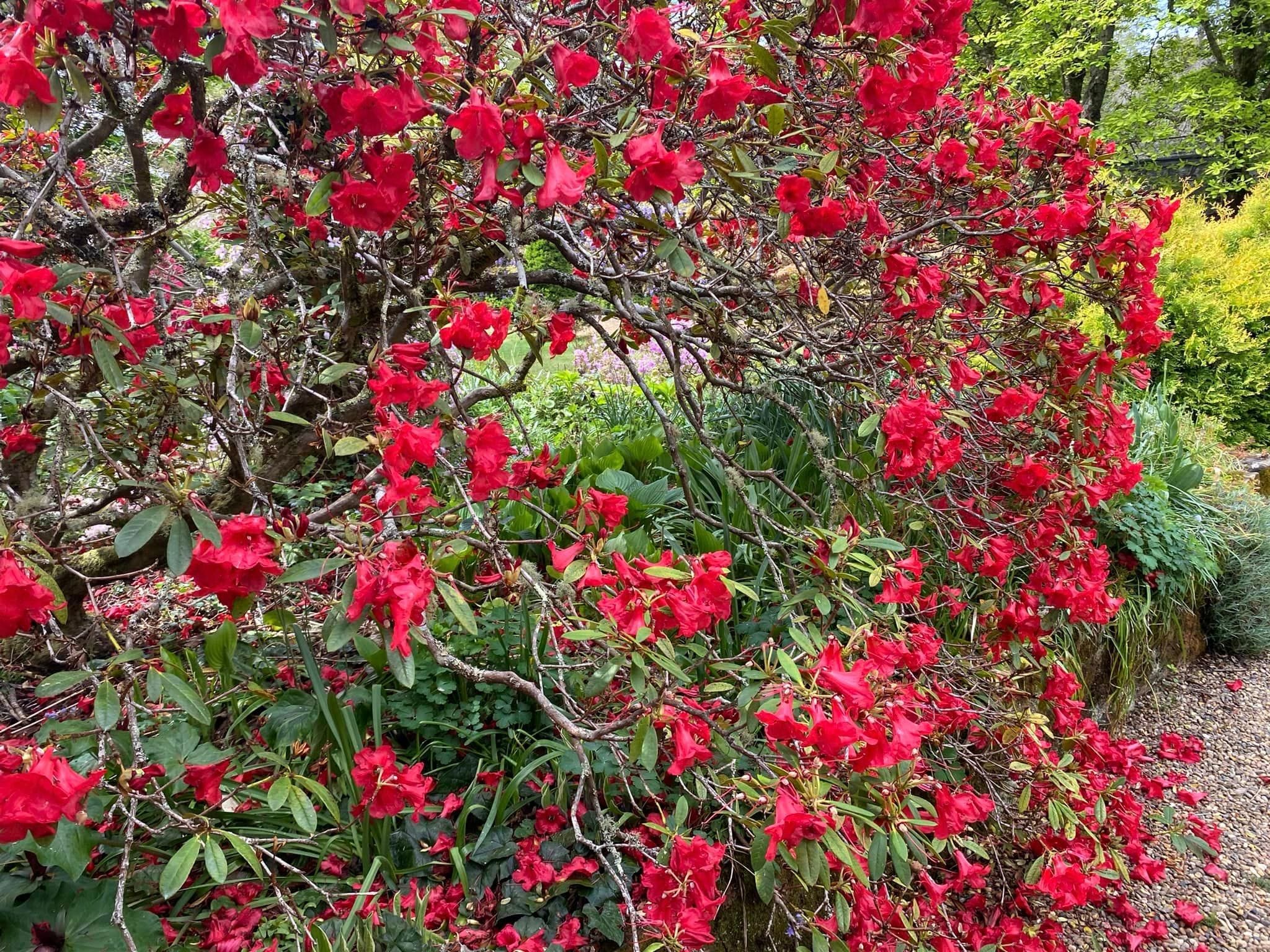 Naroo Gardens Mount Wilson - Garden Extravaganza Tour 2024 Image -6701d0da1c39f