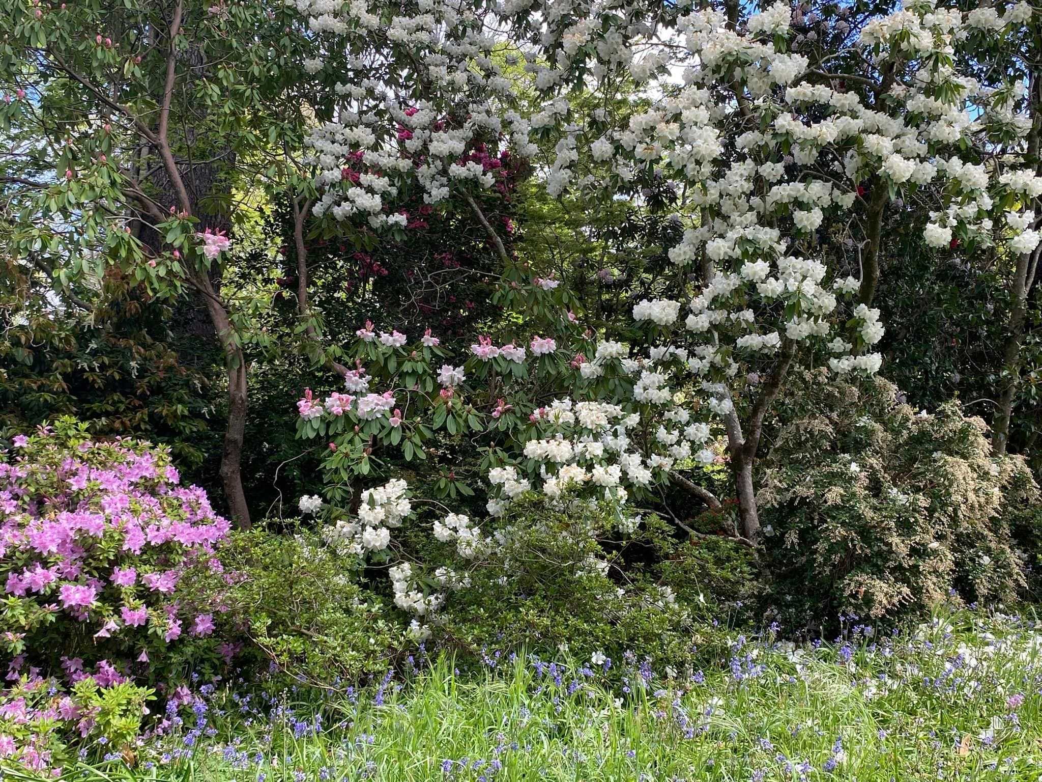 Naroo Gardens Mount Wilson - Garden Extravaganza Tour 2024 Image -6701d0e19874e