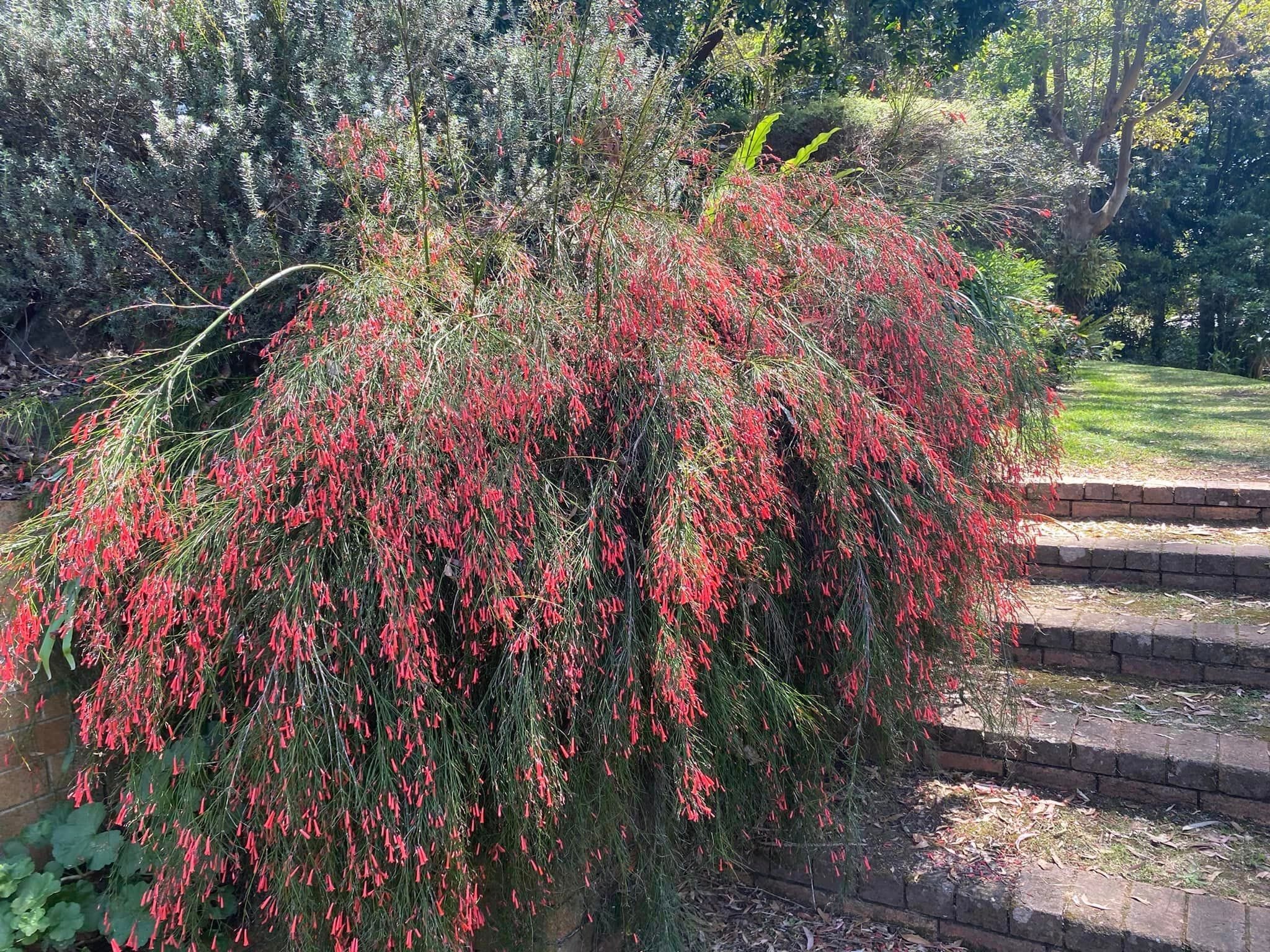 Toowoomba Garden Festival 2024 Image -6701d42fb3bc4