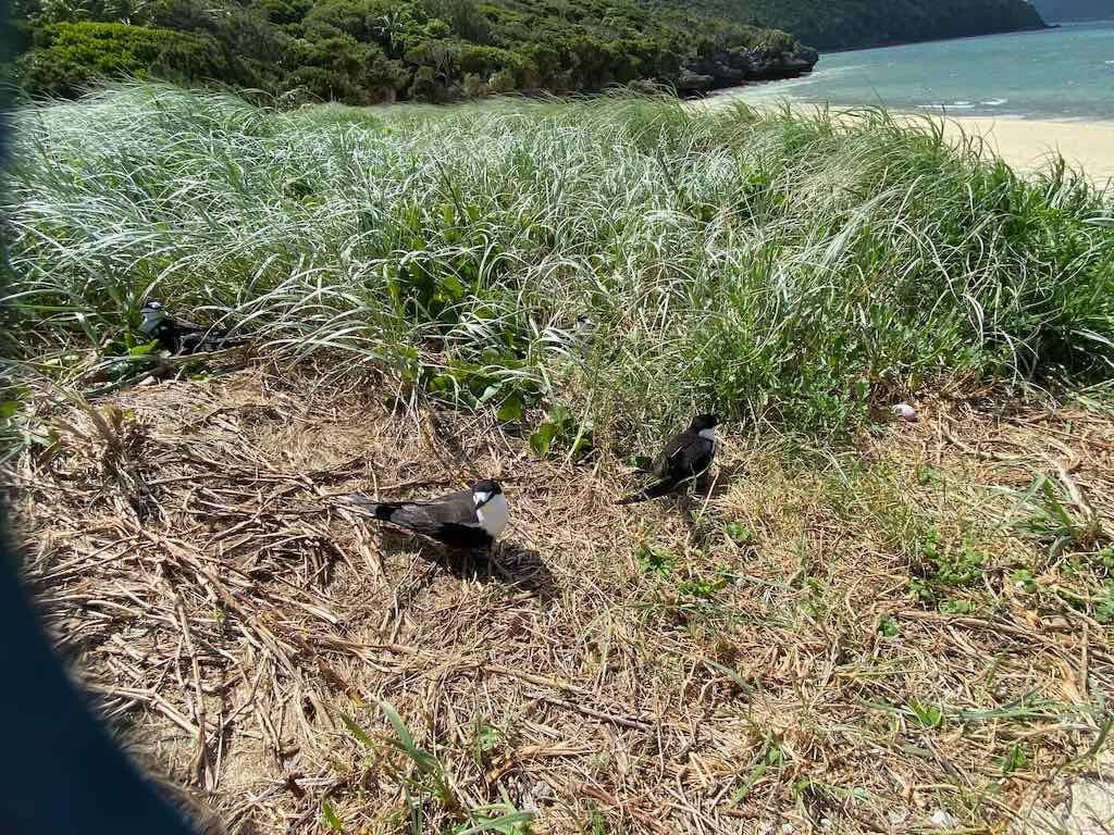 Lord Howe Island - Escape to Paradise October 2024 Image -6711bb570a1a2