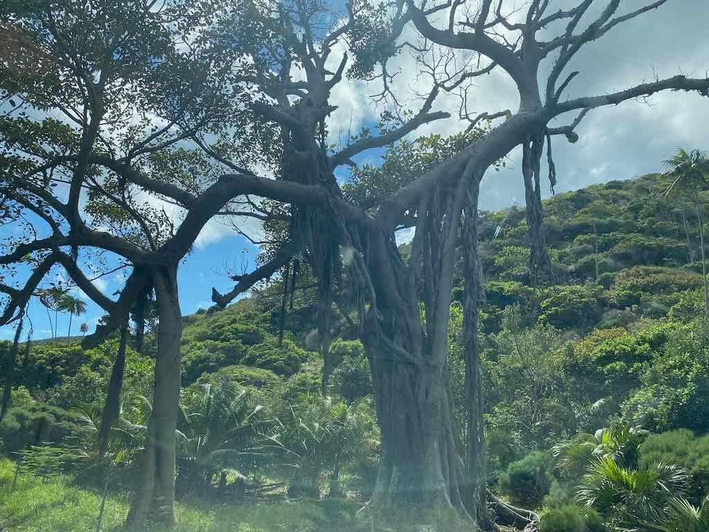 Lord Howe Island - Escape to Paradise October 2024 Image -6711bb5be14f0