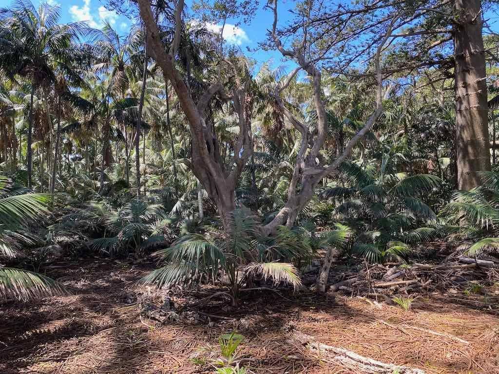 Lord Howe Island - Escape to Paradise October 2024 Image -6711bb7604cef