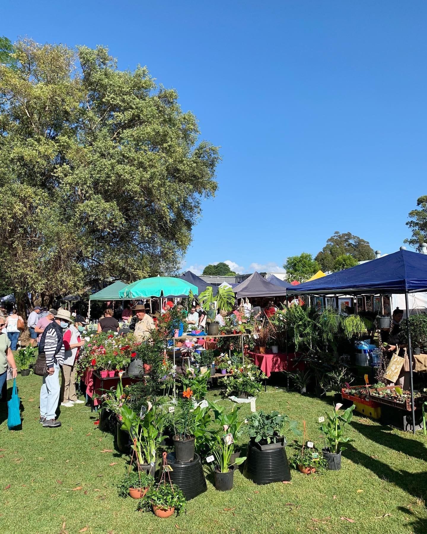 Cobbitty Markets Public Day Tour - 2nd November 2024 Image -6725d475301a2