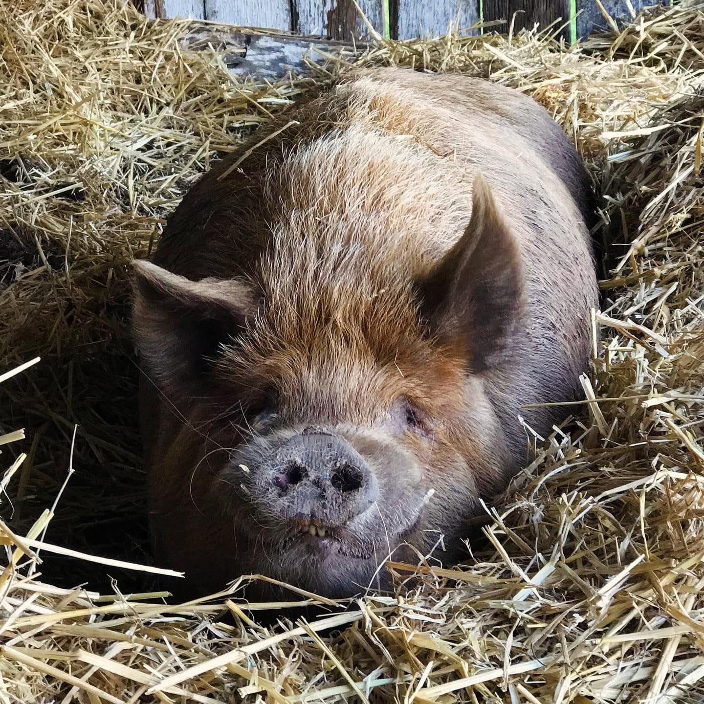 Where Pigs Fly Farm Sanctuary Image -672963aae5813