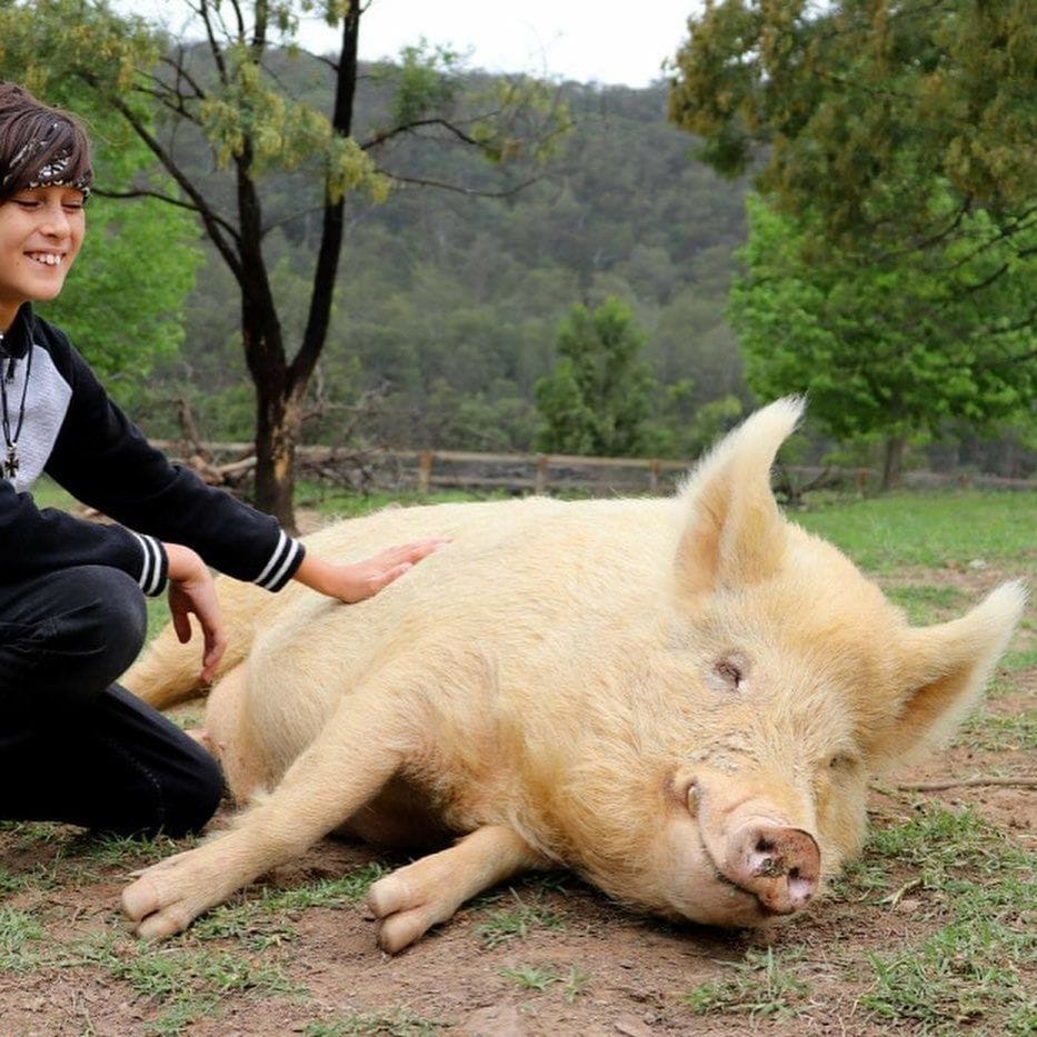 Where Pigs Fly Farm Sanctuary Image -672963ac7896e