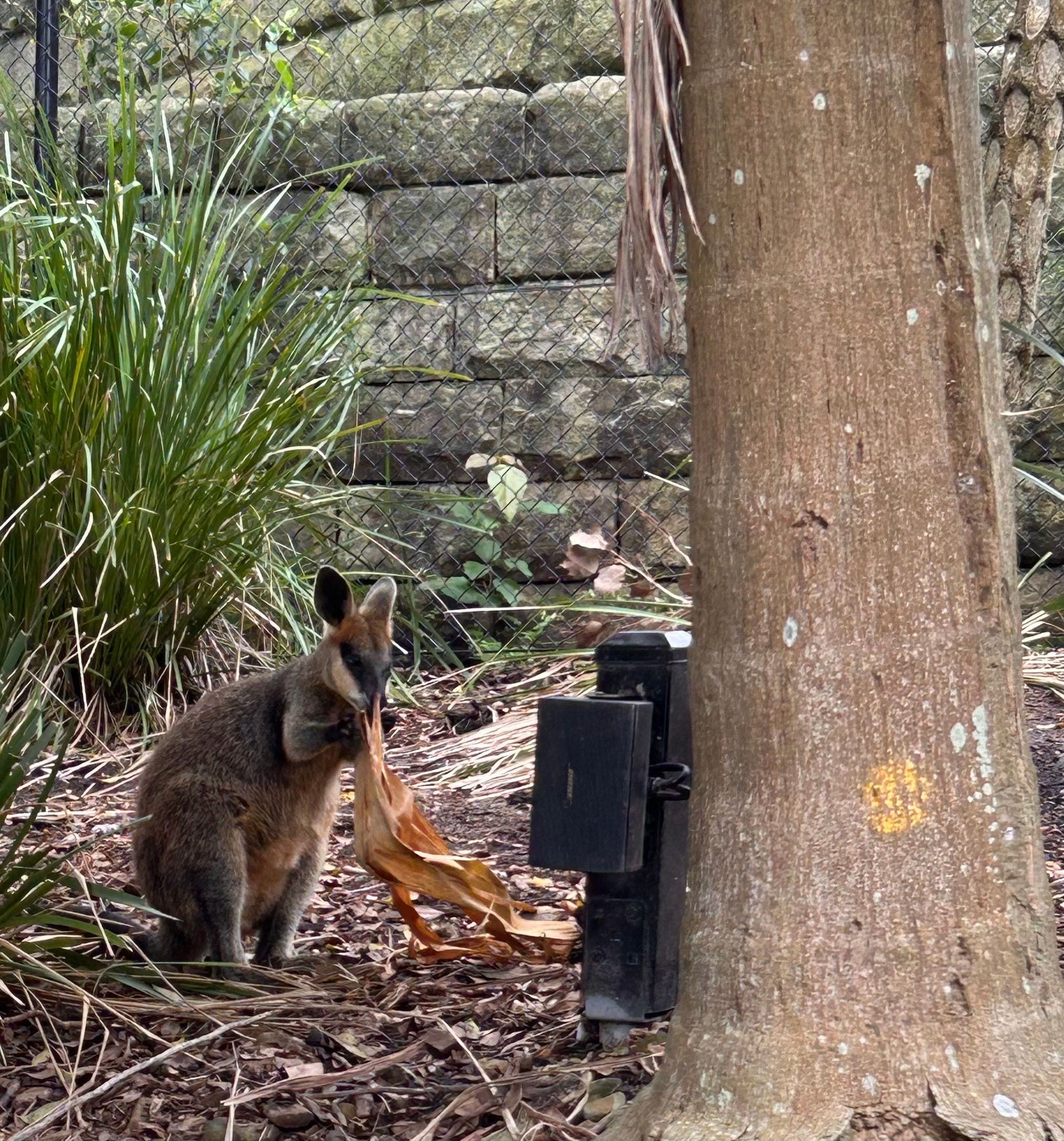 Taronga Zoo - Wildlife Retreat Image -679adb7f2d854