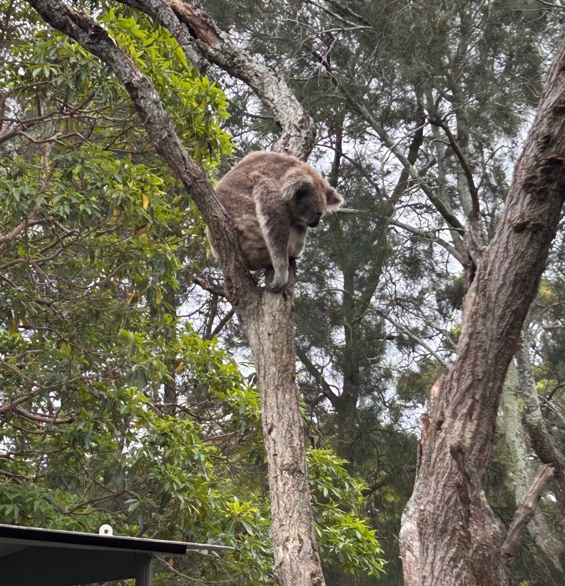 Taronga Zoo - Wildlife Retreat Image -679adba78afbf