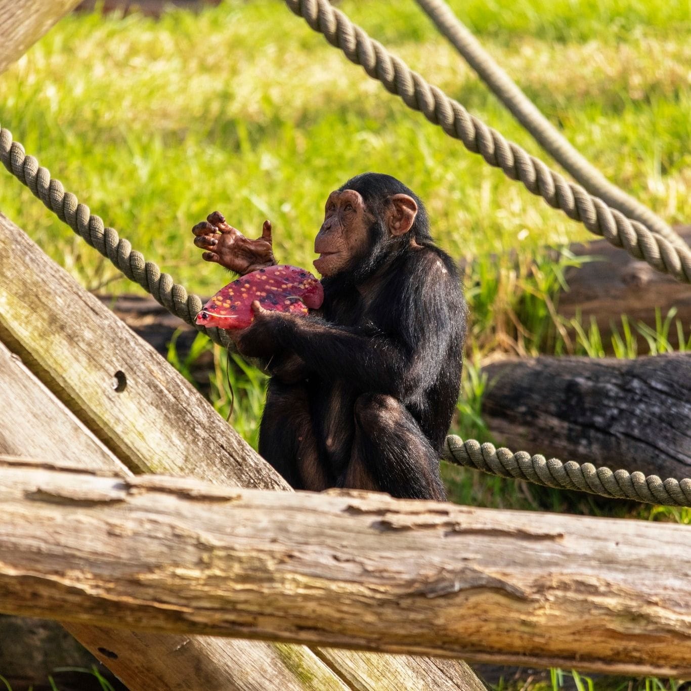 Taronga Zoo - Wildlife Retreat Image -679ae0af9b2fd