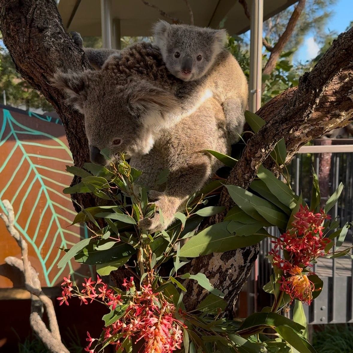 Taronga Zoo - Wildlife Retreat Image -679ae0b368b2a