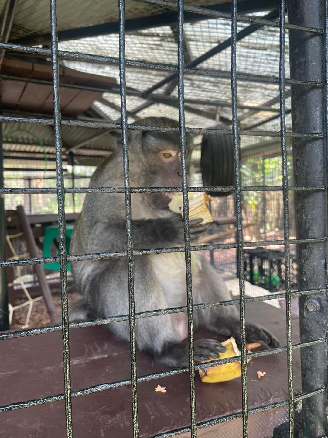 Banana Cabana Primate Sanctuary - 6th February 2025 Public Day Tour Image -67a5f1371cbe7