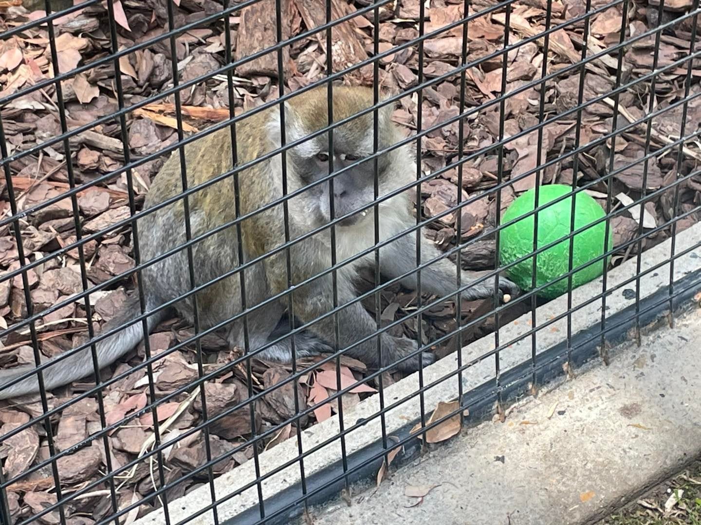 Banana Cabana Primate Sanctuary - 6th February 2025 Public Day Tour Image -67a5f1390693f