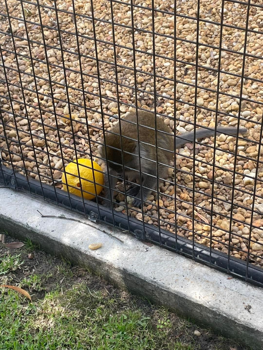 Banana Cabana Primate Sanctuary - 6th February 2025 Public Day Tour Image -67a5f13bcf627