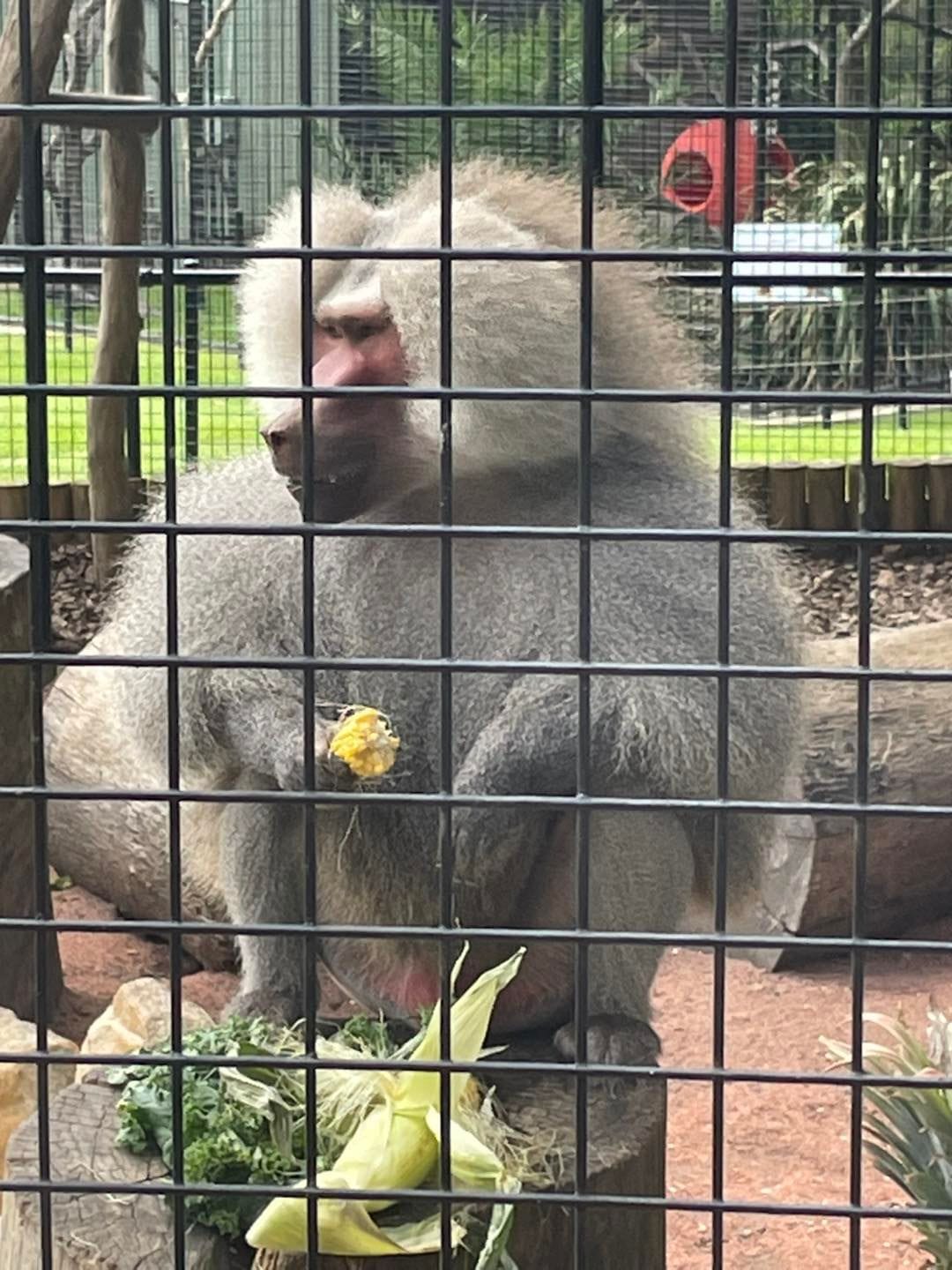 Banana Cabana Primate Sanctuary - 6th February 2025 Public Day Tour Image -67a5f13c9be16