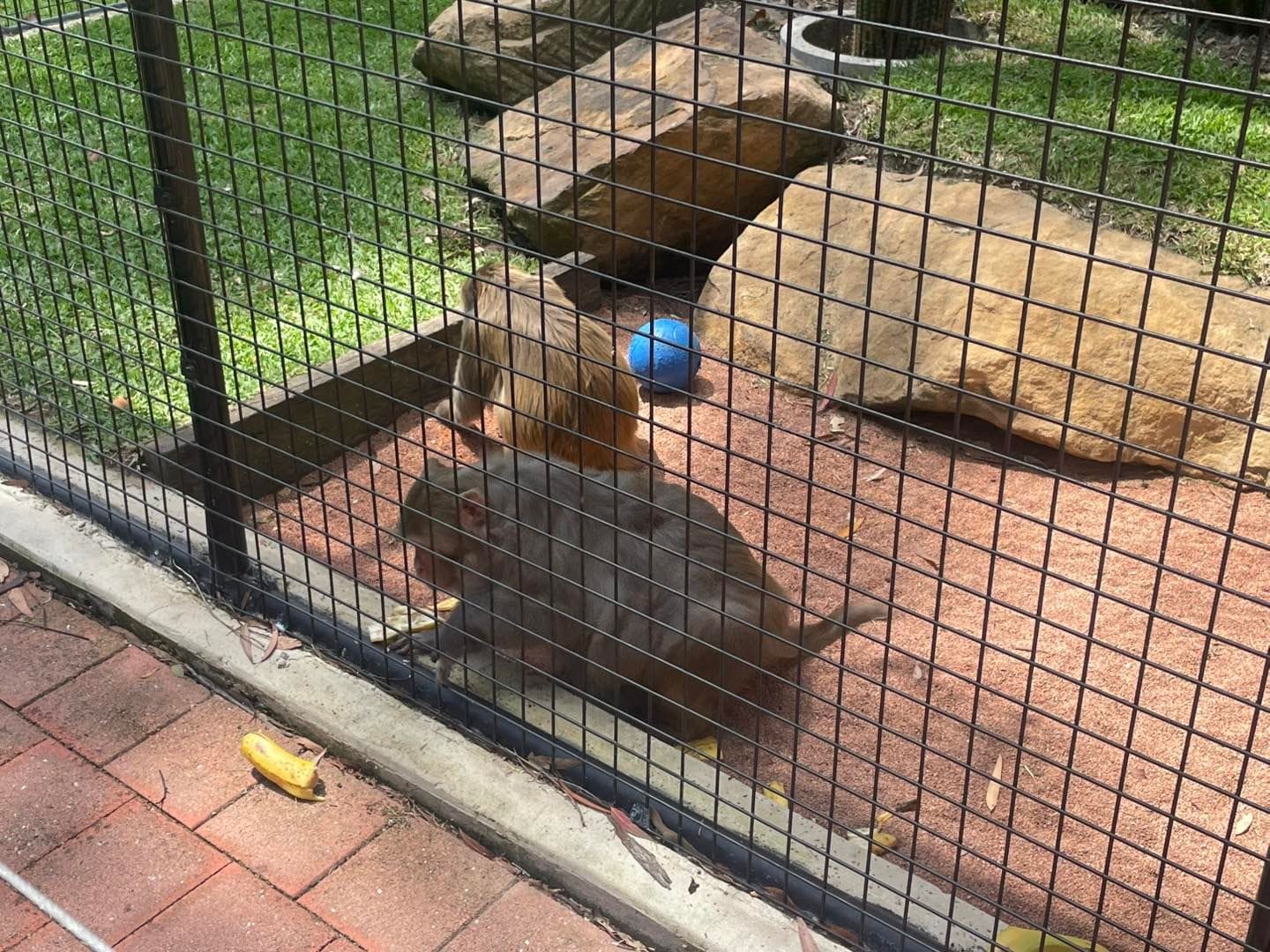 Banana Cabana Primate Sanctuary - 6th February 2025 Public Day Tour Image -67a5f140471e4