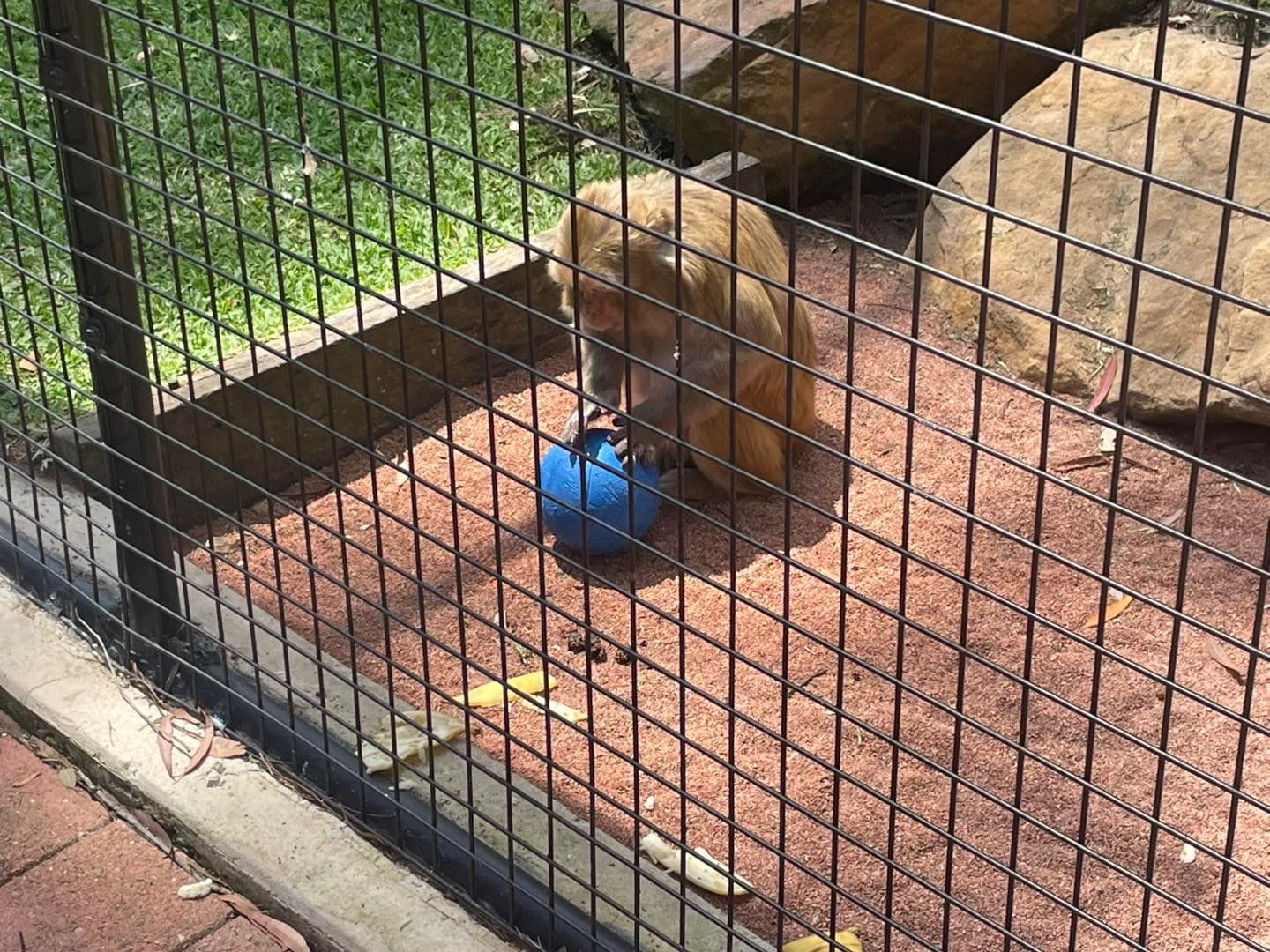 Banana Cabana Primate Sanctuary - 6th February 2025 Public Day Tour Image -67a5f14173c4e